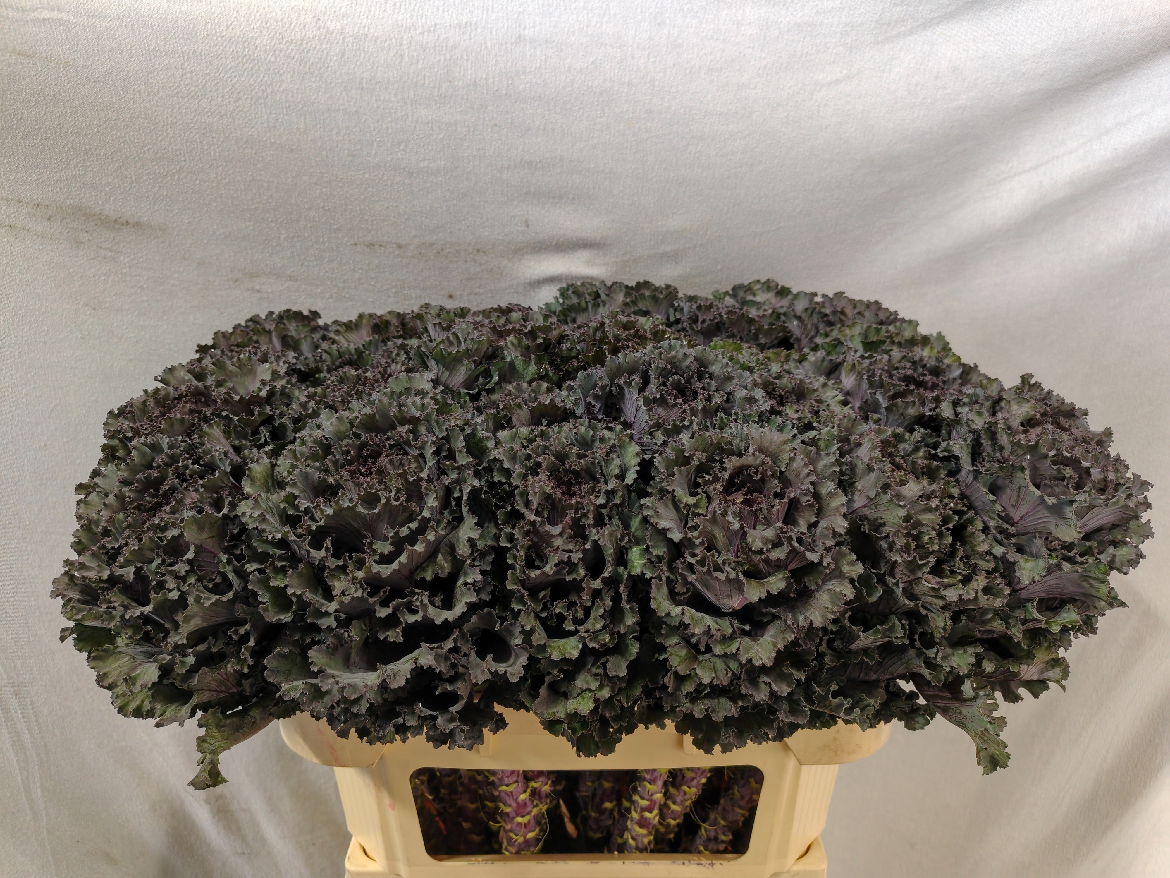 Brassica Black Angel 70cm