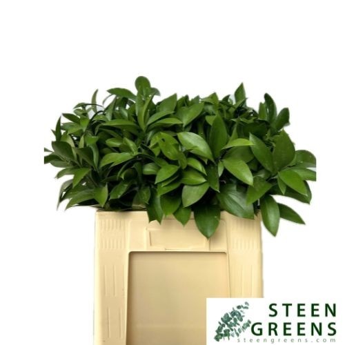 Ruscus Hypophyllum 50L.cm
