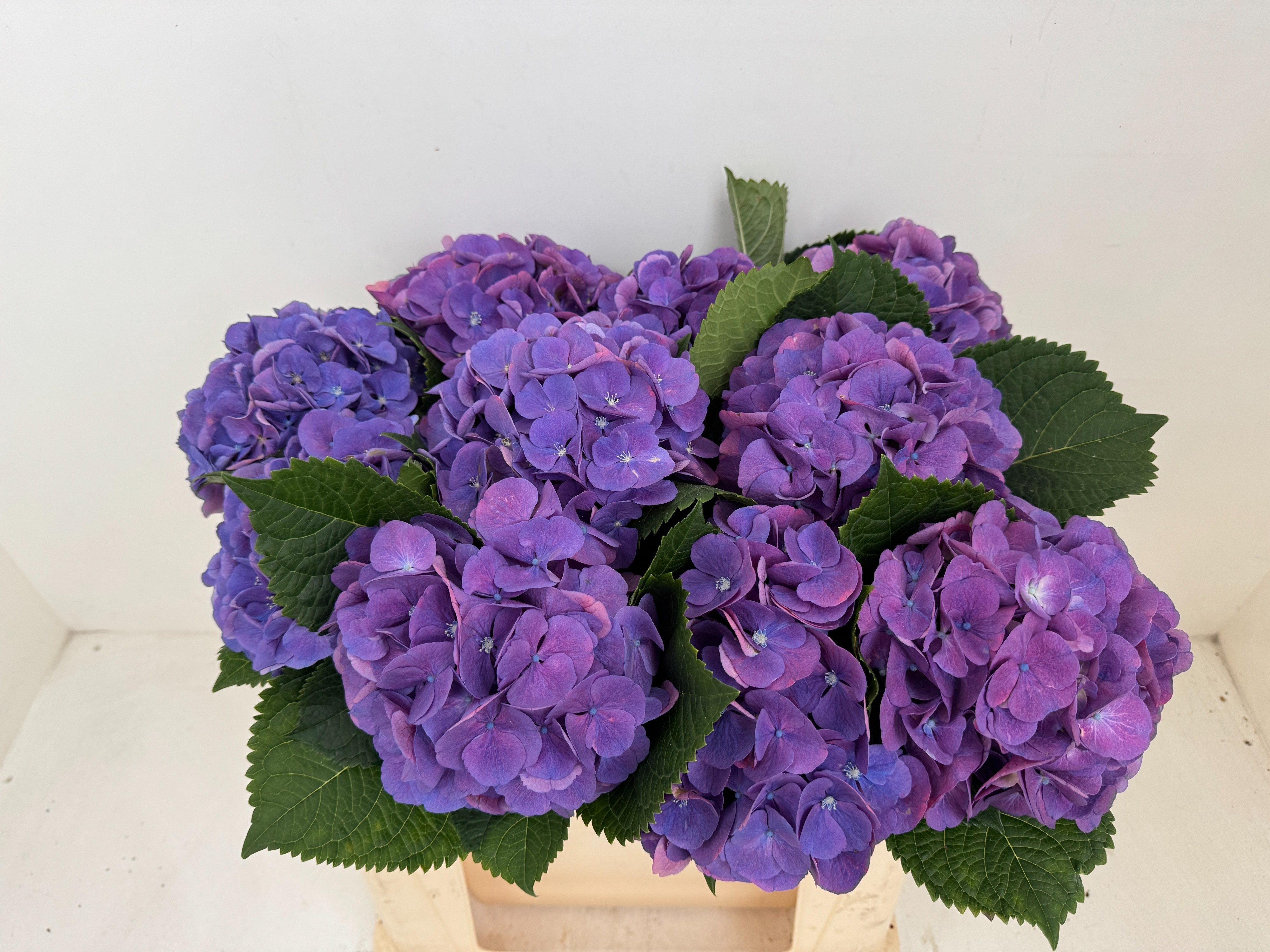 Hydr M Beau Calyp Pa 50cm 18Ø