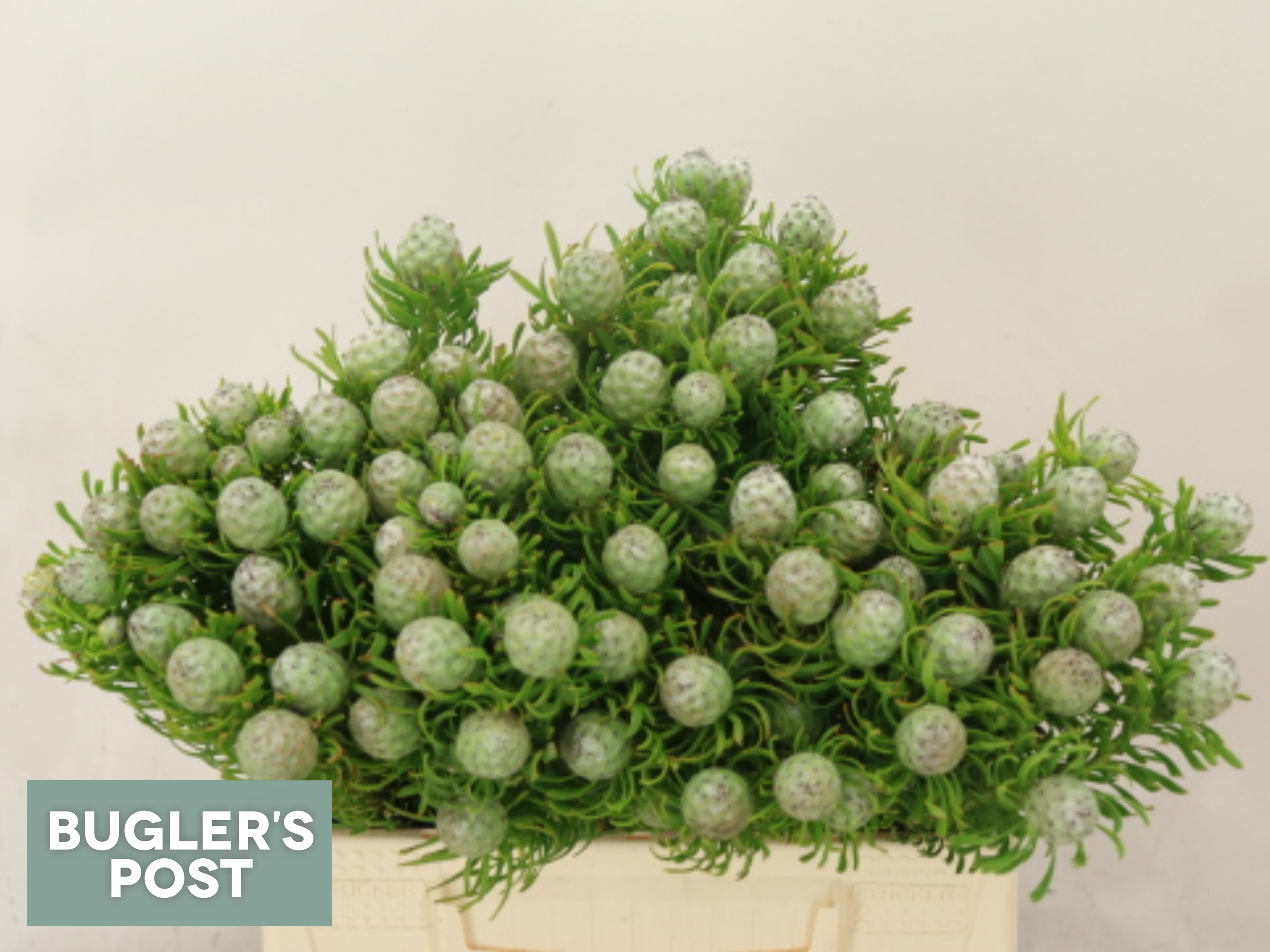 Leucadendron L Jad Pe Vert 40cm
