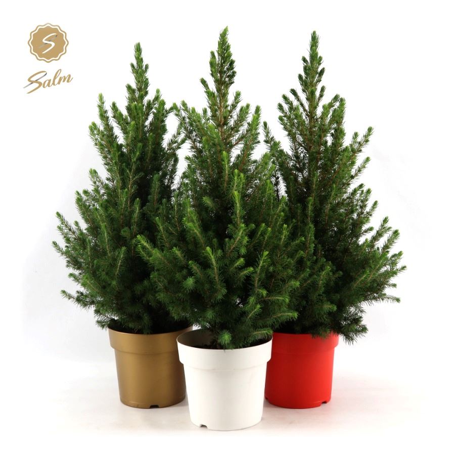 Picture of Picea gl. December in Pot Colour P19 (3 Ltr) 70CM