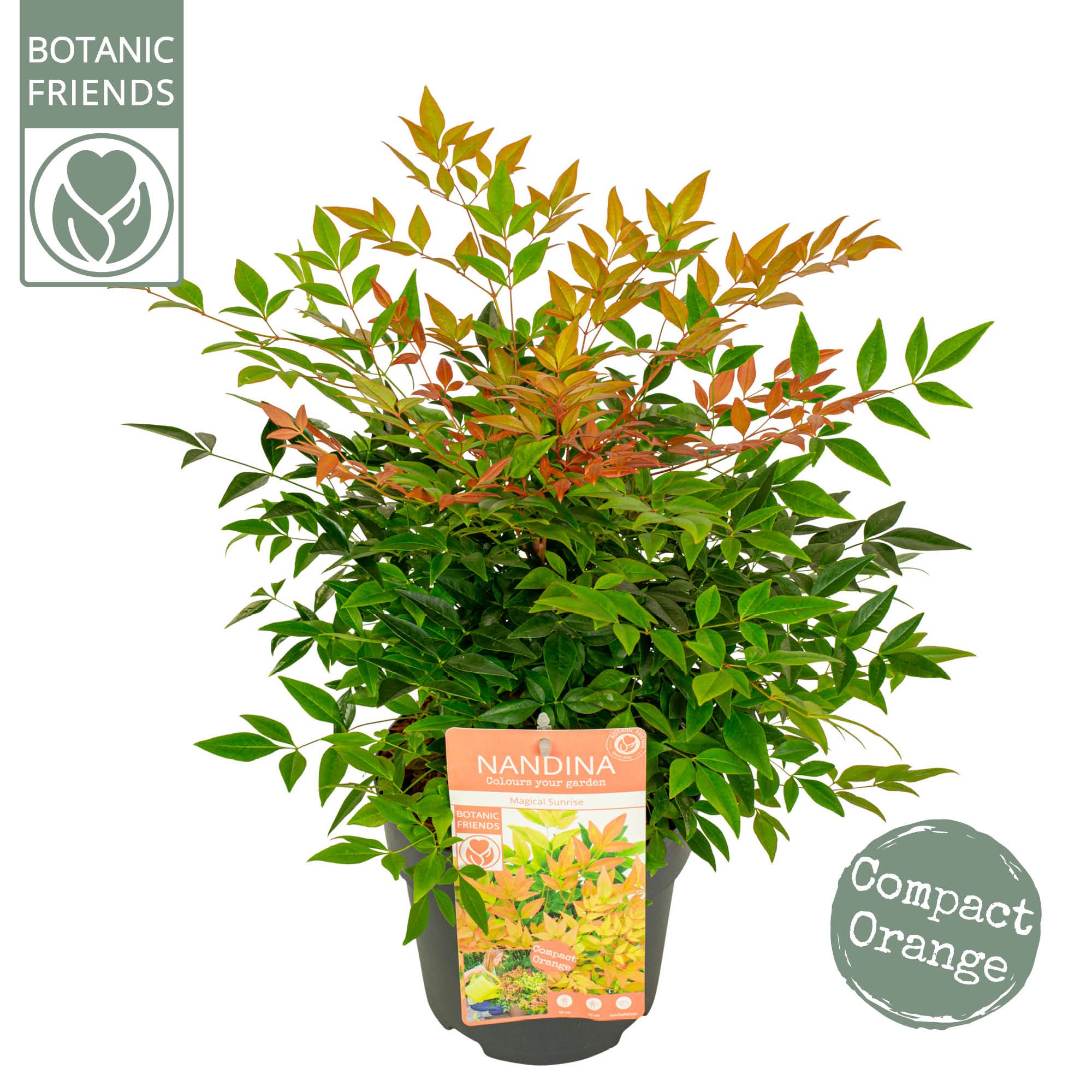 Picture of Nandina dom. Magical Sunrise P19 (3 Ltr)