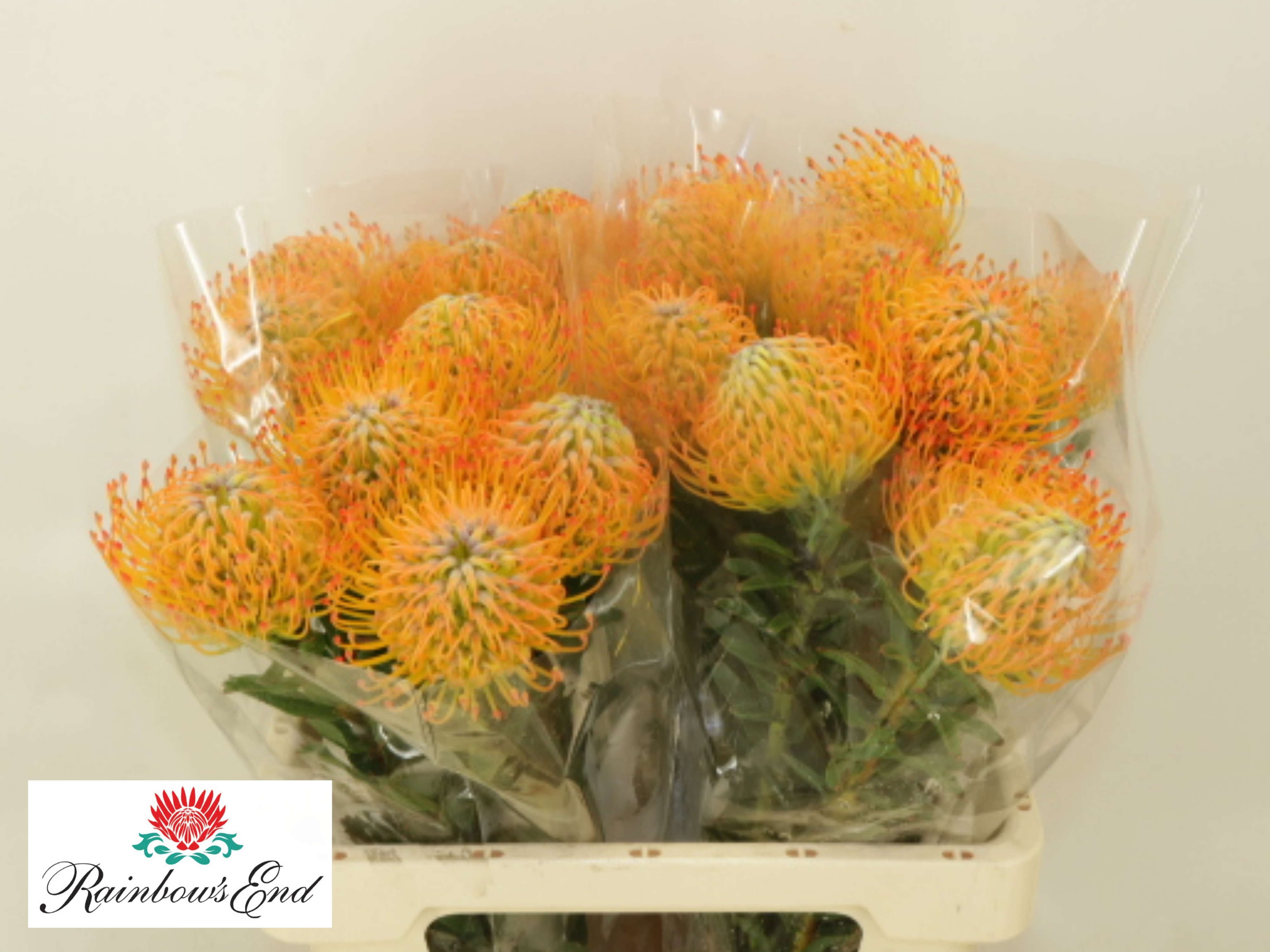 Leucospermum Ayoba Sun 70cm