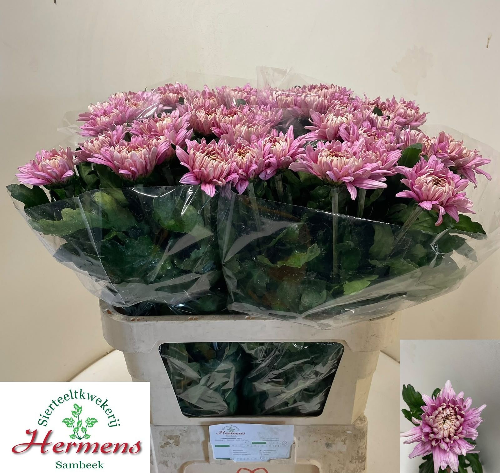 Chr G Pandion Rose