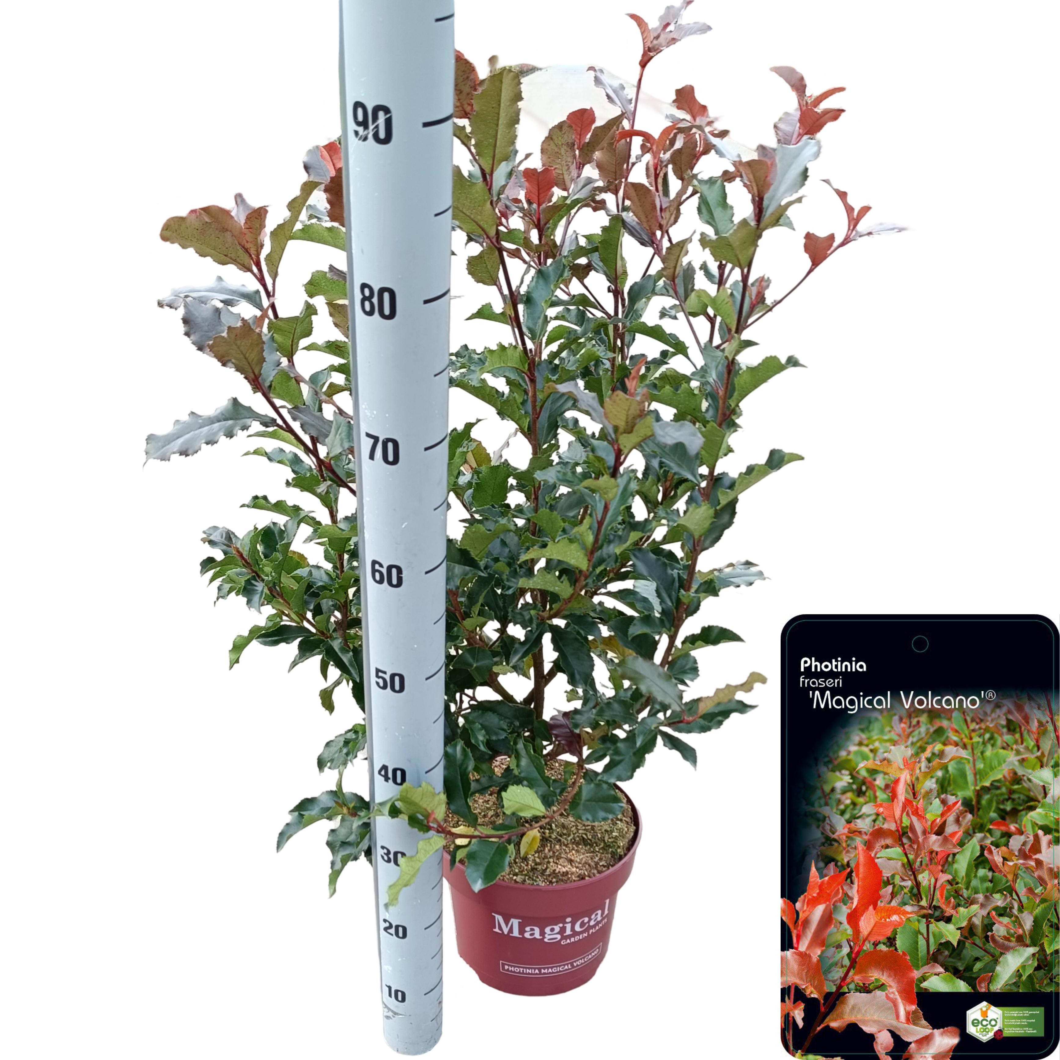 Picture of Photinia fraseri 'Magical Volcano'® C5