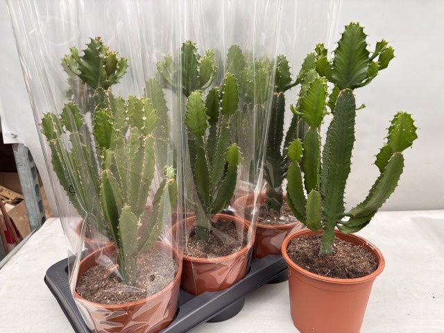 Euphor Candelabrum 17P 70H