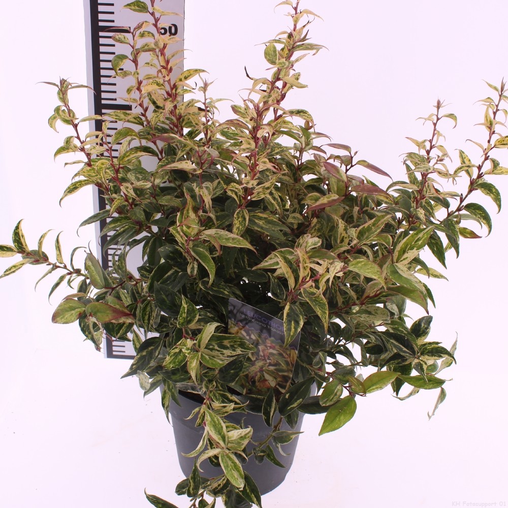 Picture of Leucothoe fontanesiana 'Makiejaz'