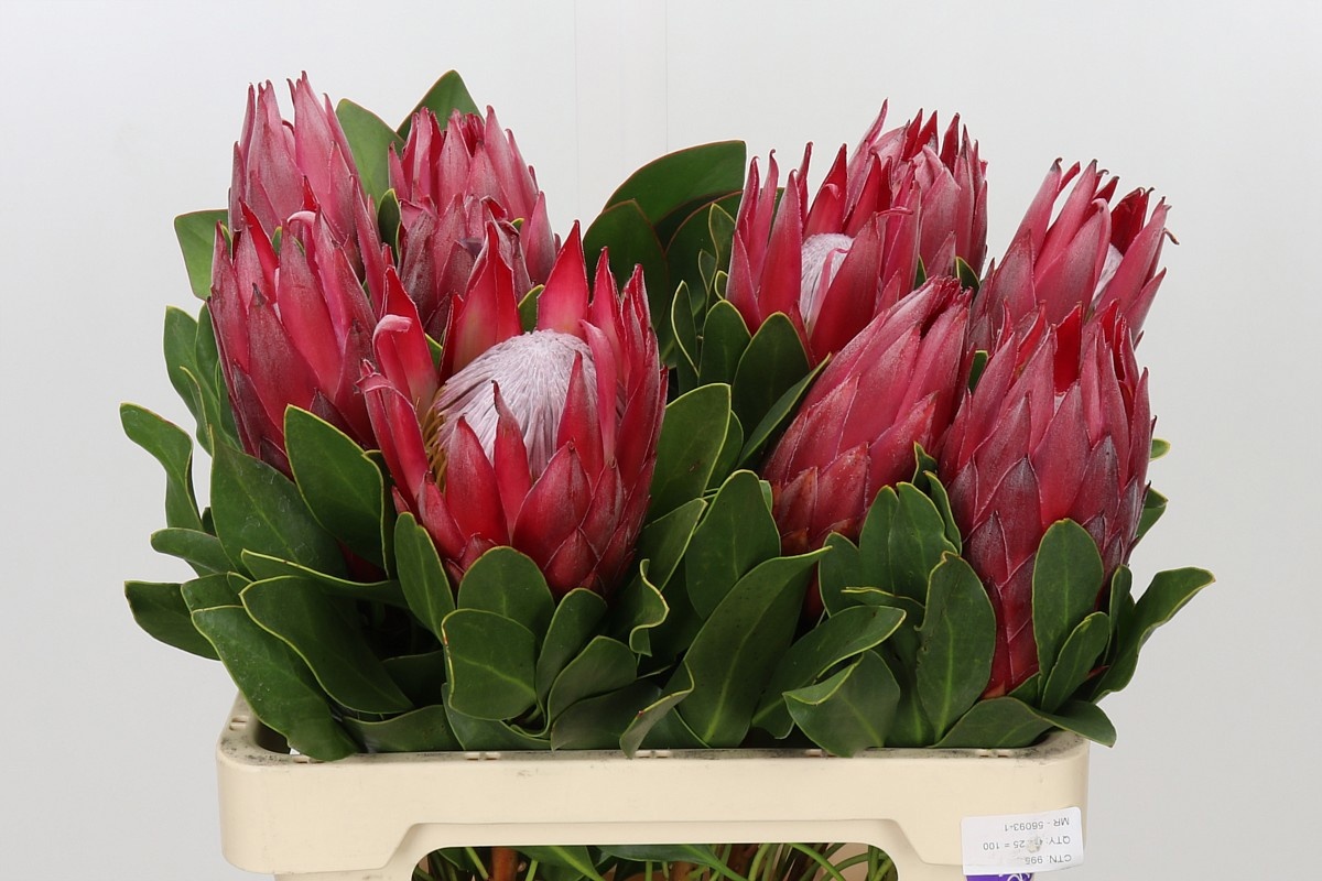 Protea Madiba 60cm