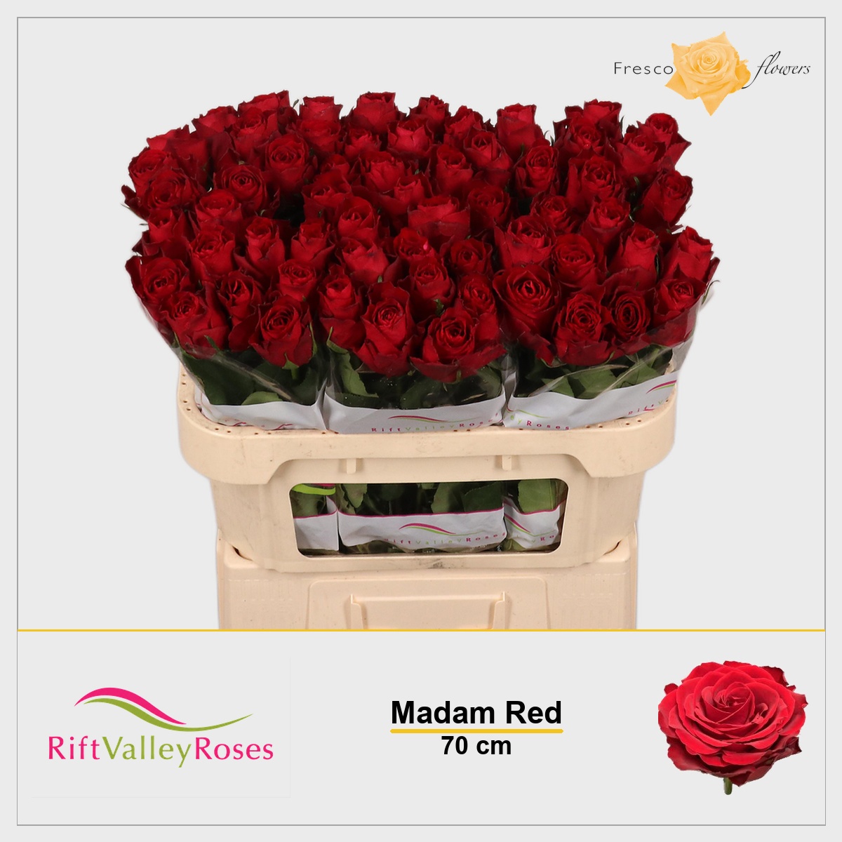 Rosa Madam Red 70cm