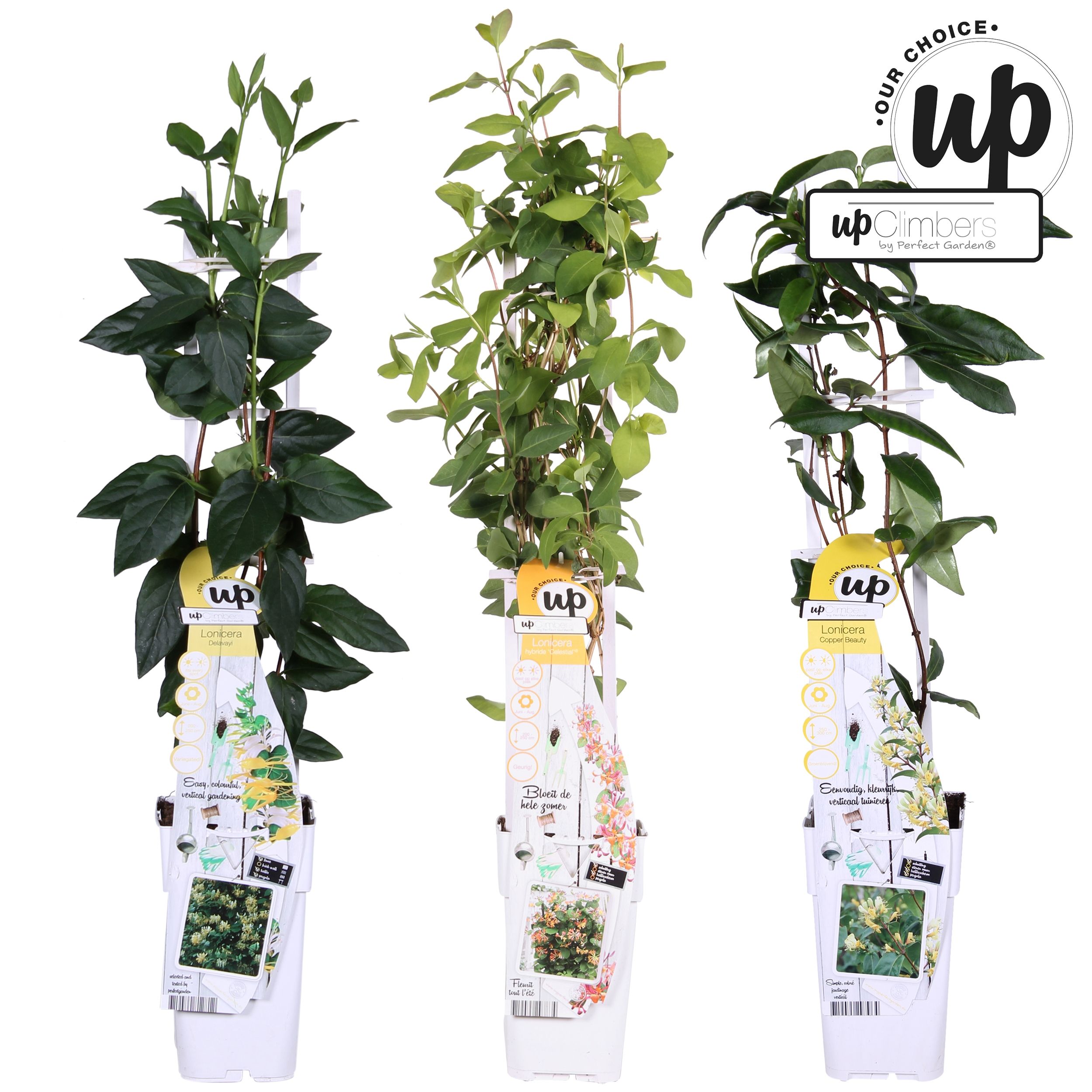 Picture of Lonicera Our Choice mix tray P15