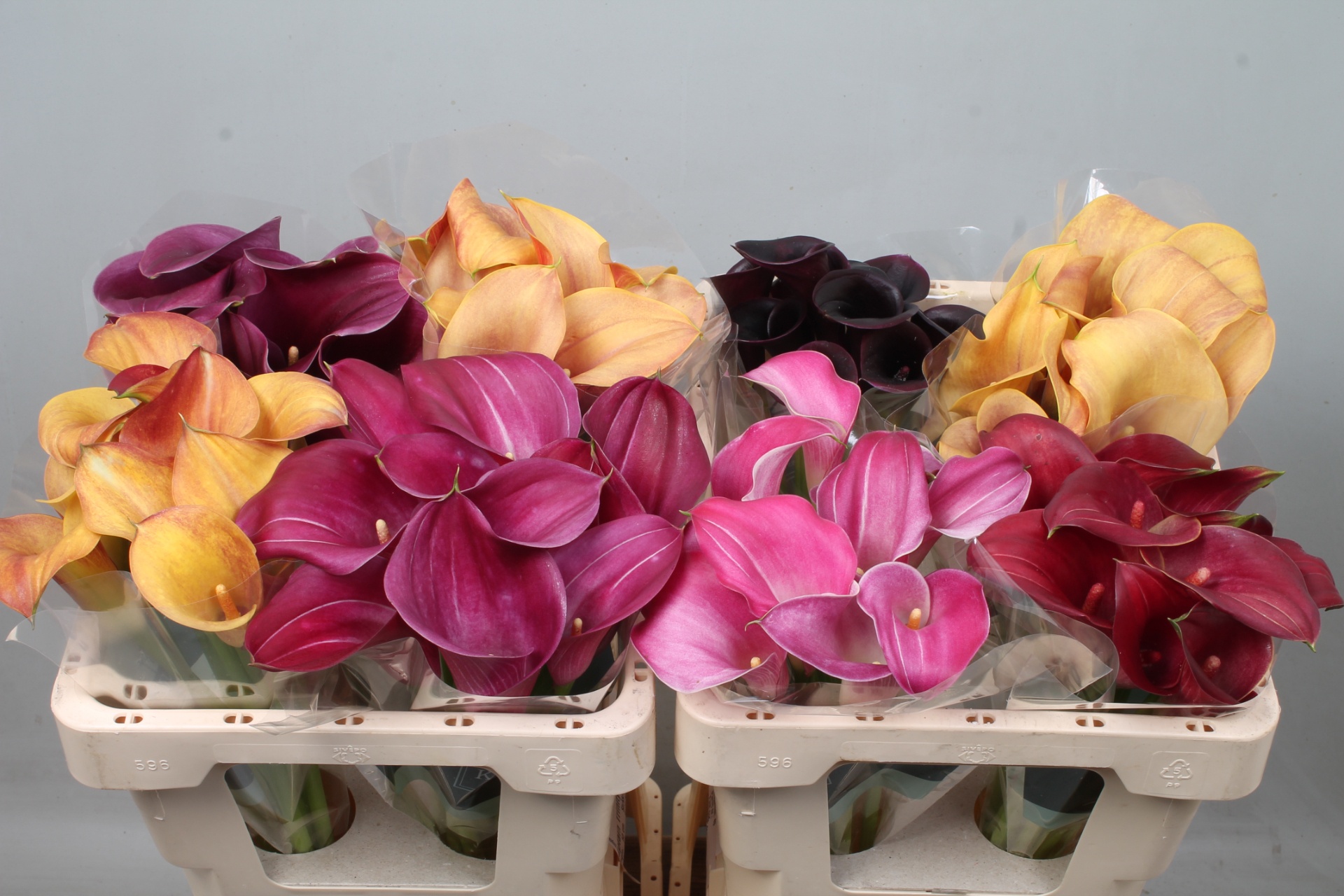 Calla Assorted 50cm