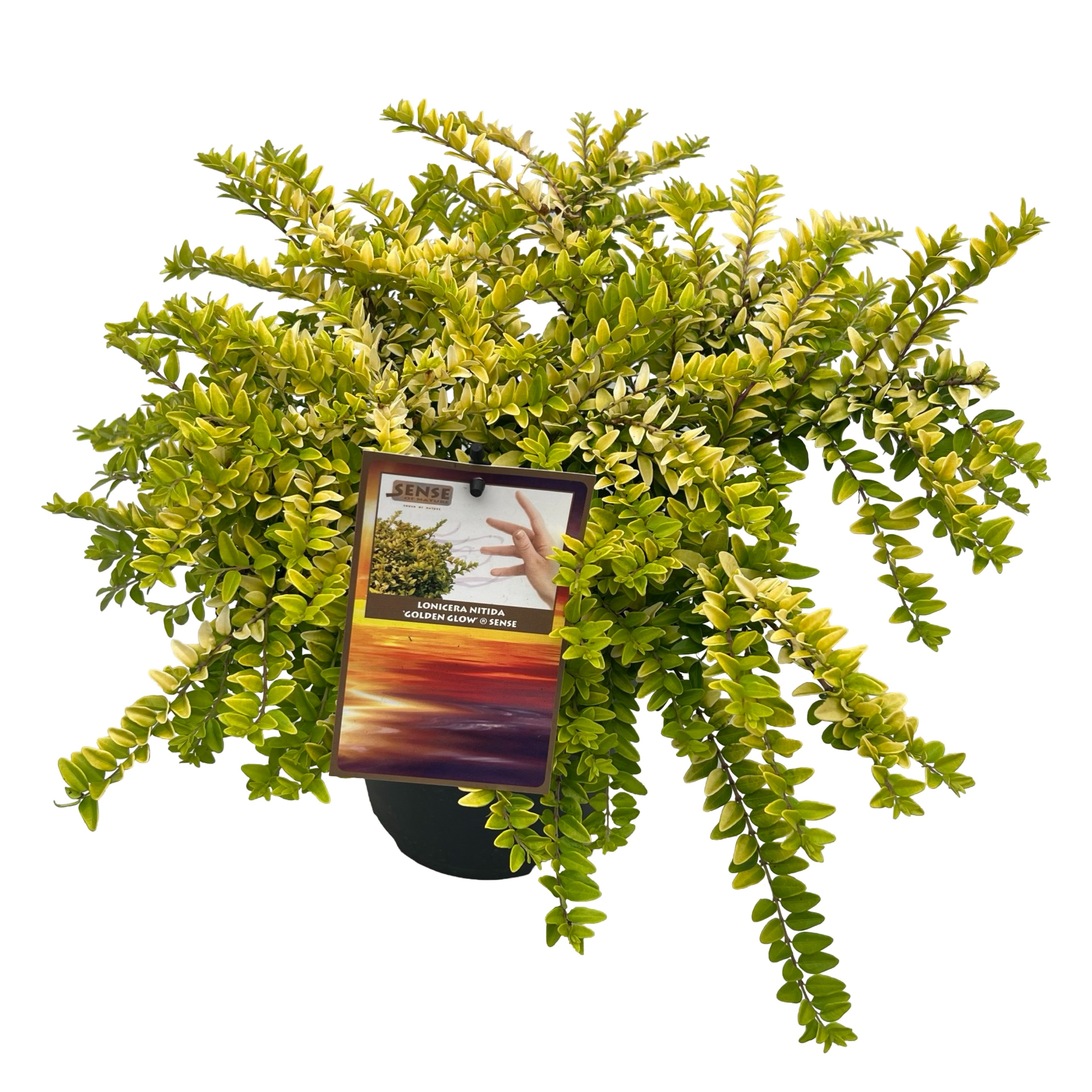 Picture of Lonicera nitida Golden Glow® sense P17 (2 Ltr)