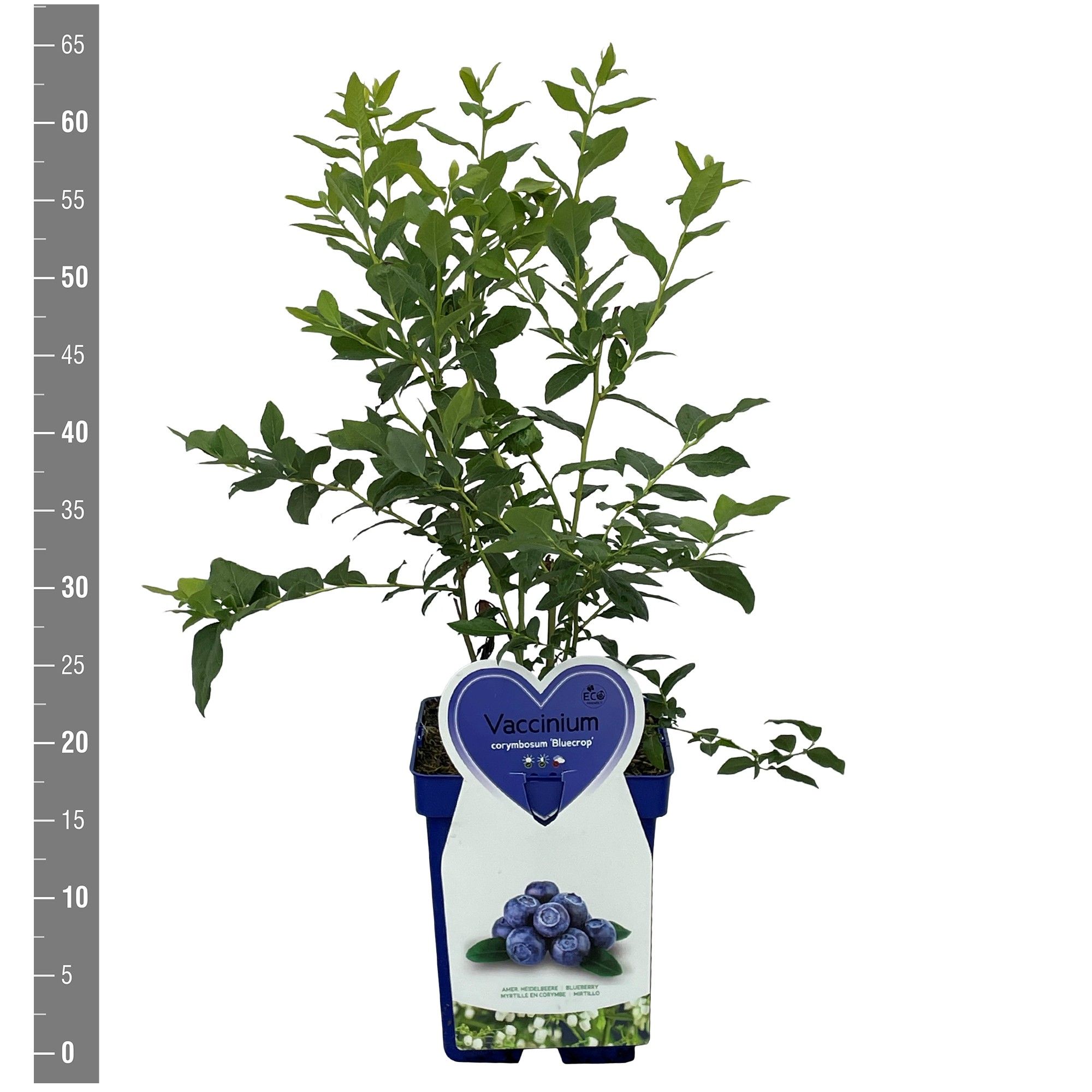 Vaccinium corymbosum 'Bluecrop' bes blauwe pot