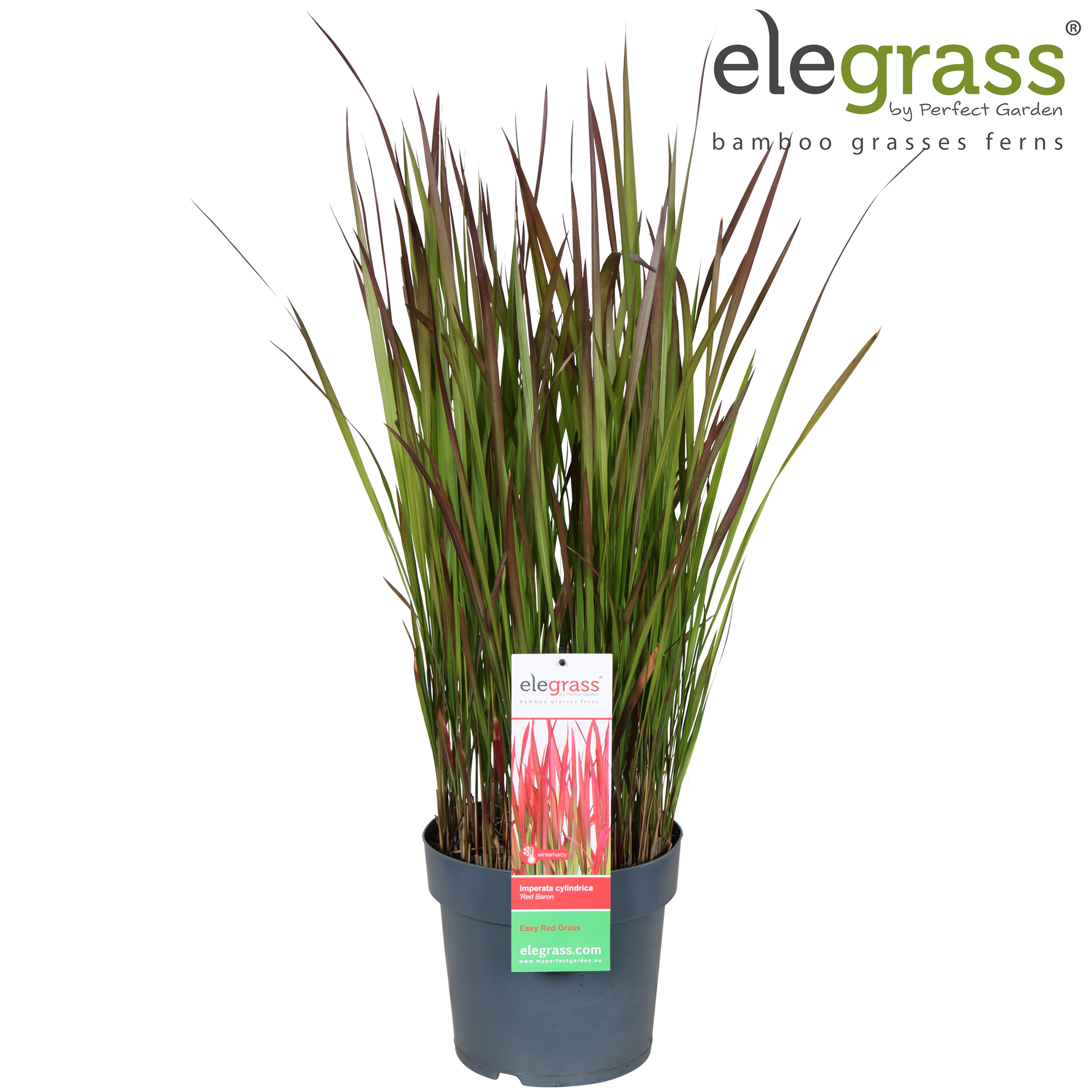 Picture of Imperata cylindrica 'Red Baron' P23