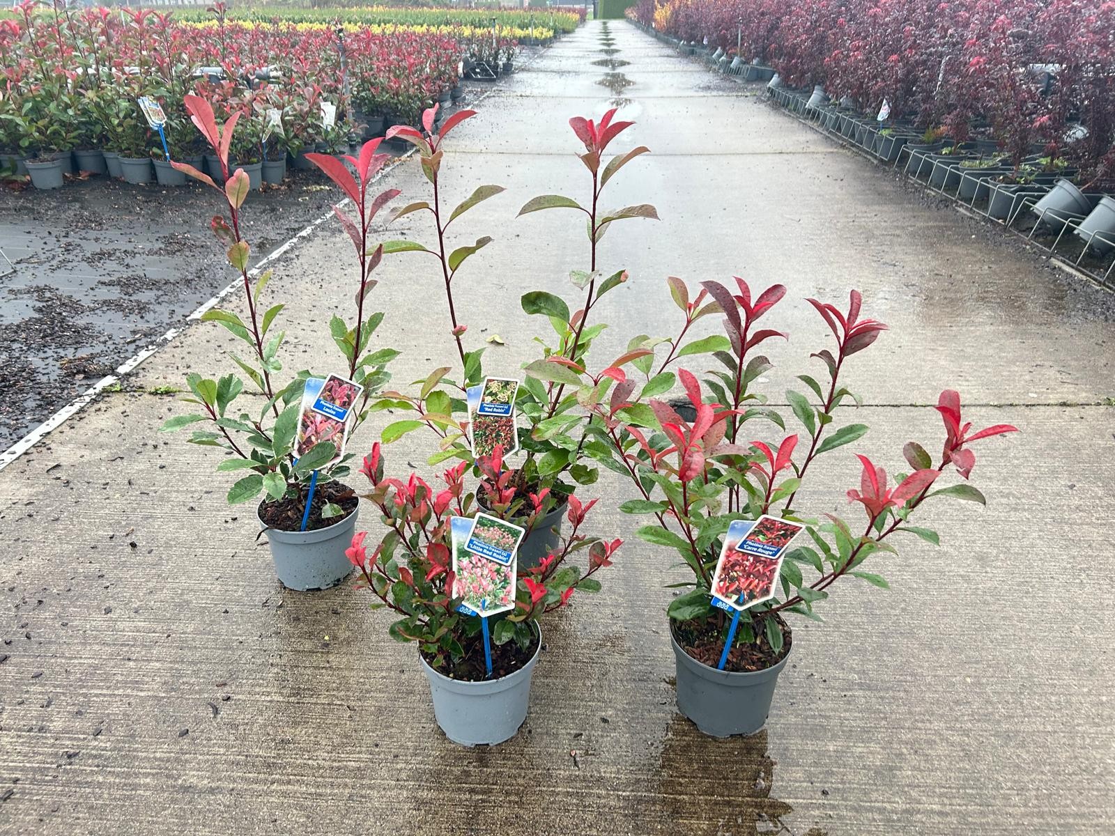 Picture of Photinia in varieties (minimum order one layer)