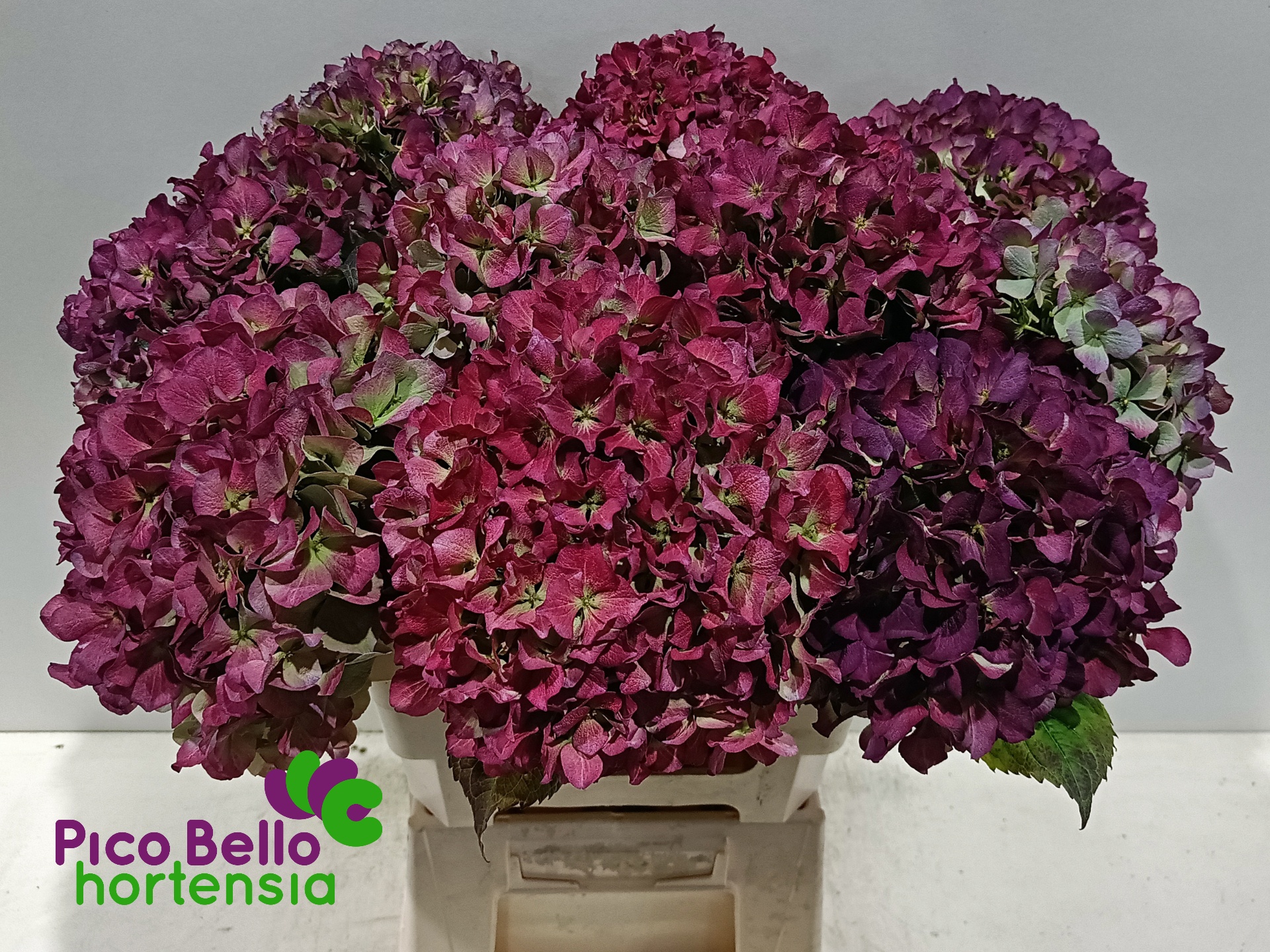 Hydrangea Benefit Classic 60cm 20Ø