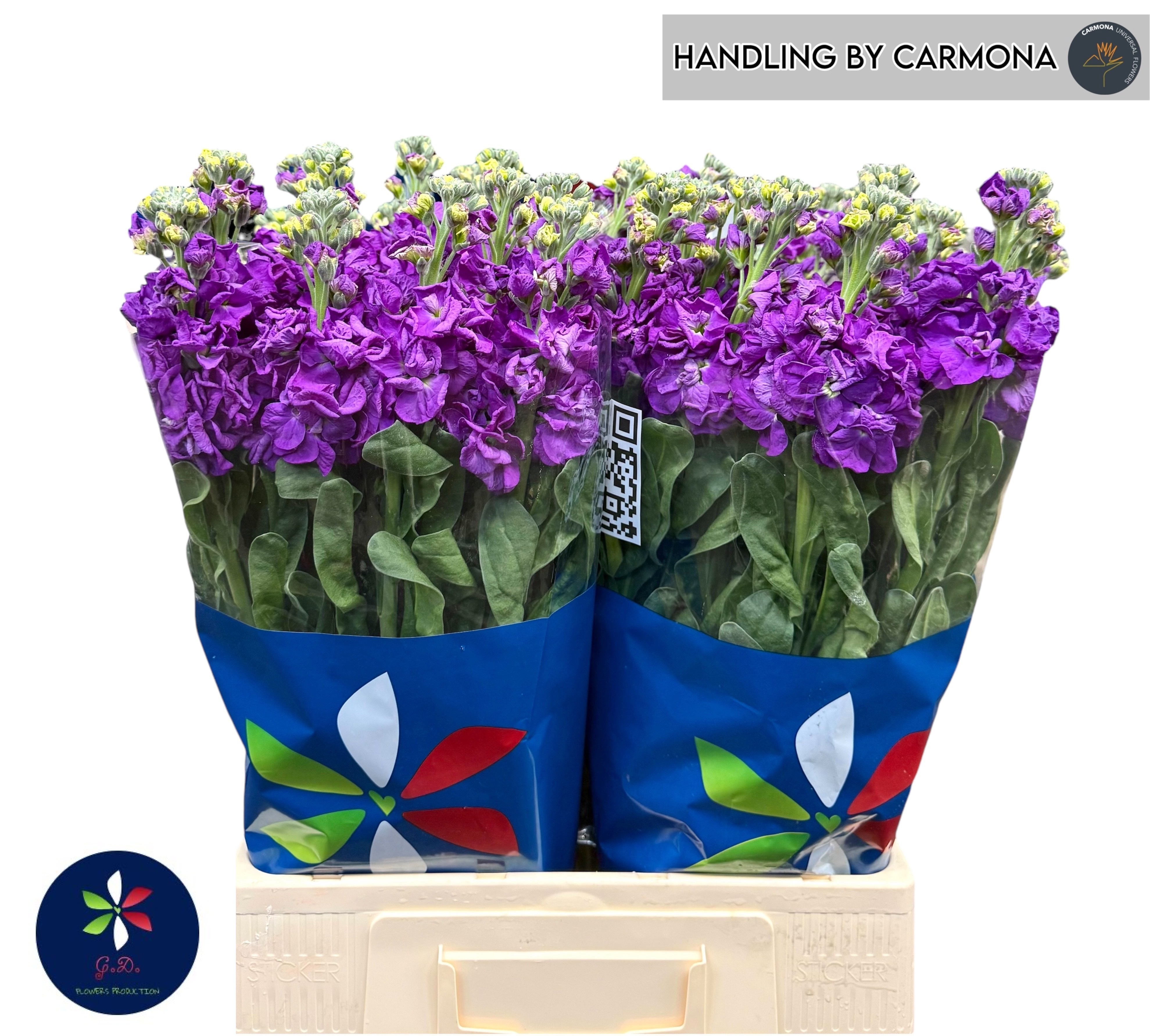 Matthiola Iron Purple 60cm