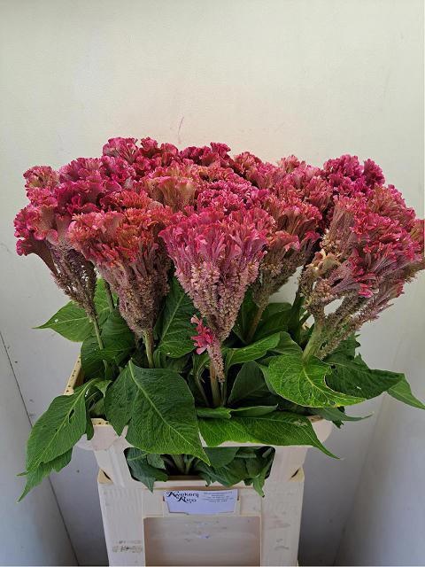 Celosia Act Turbo Rose 90cm