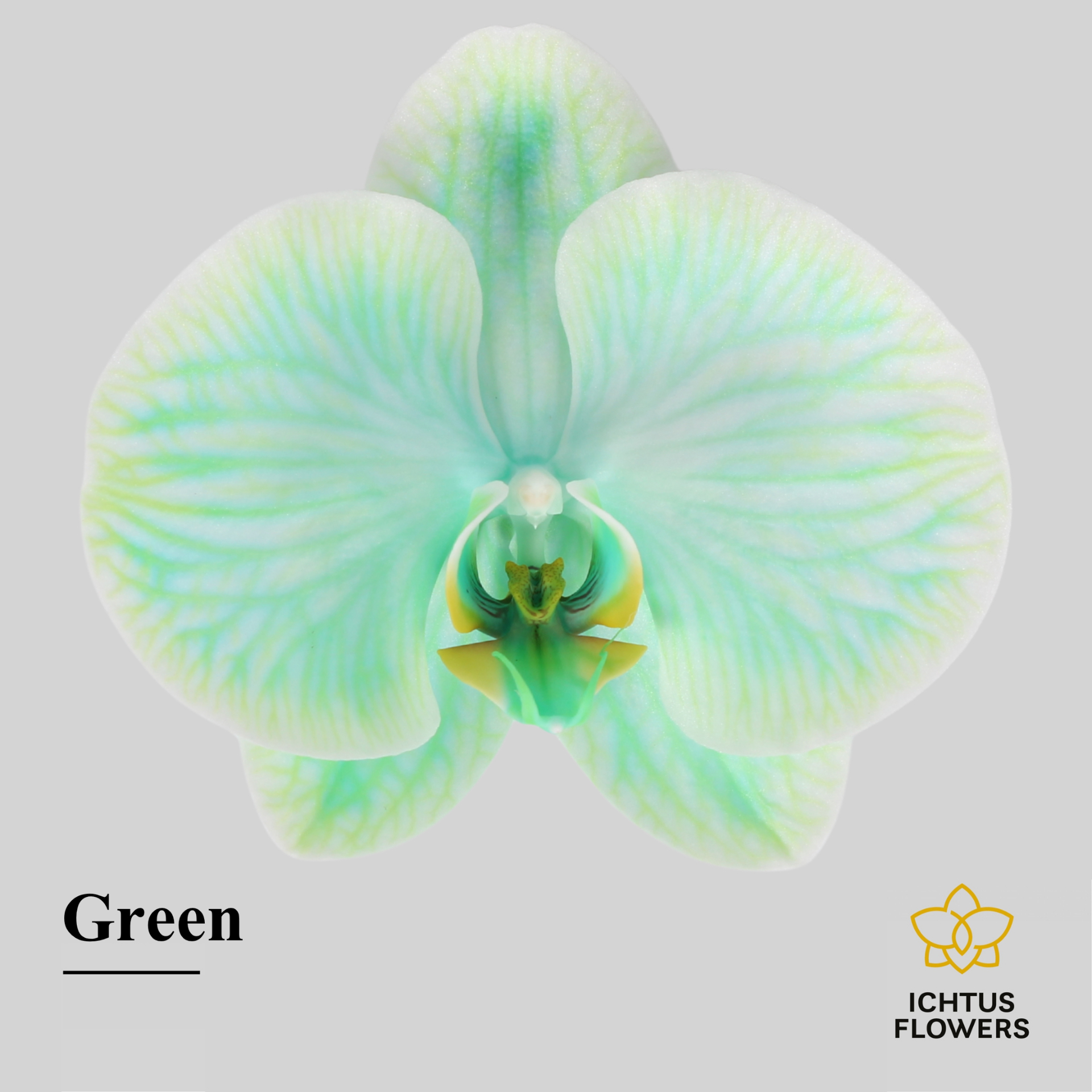 Phal Painted Excl. Green Bloem 25 Bloemen