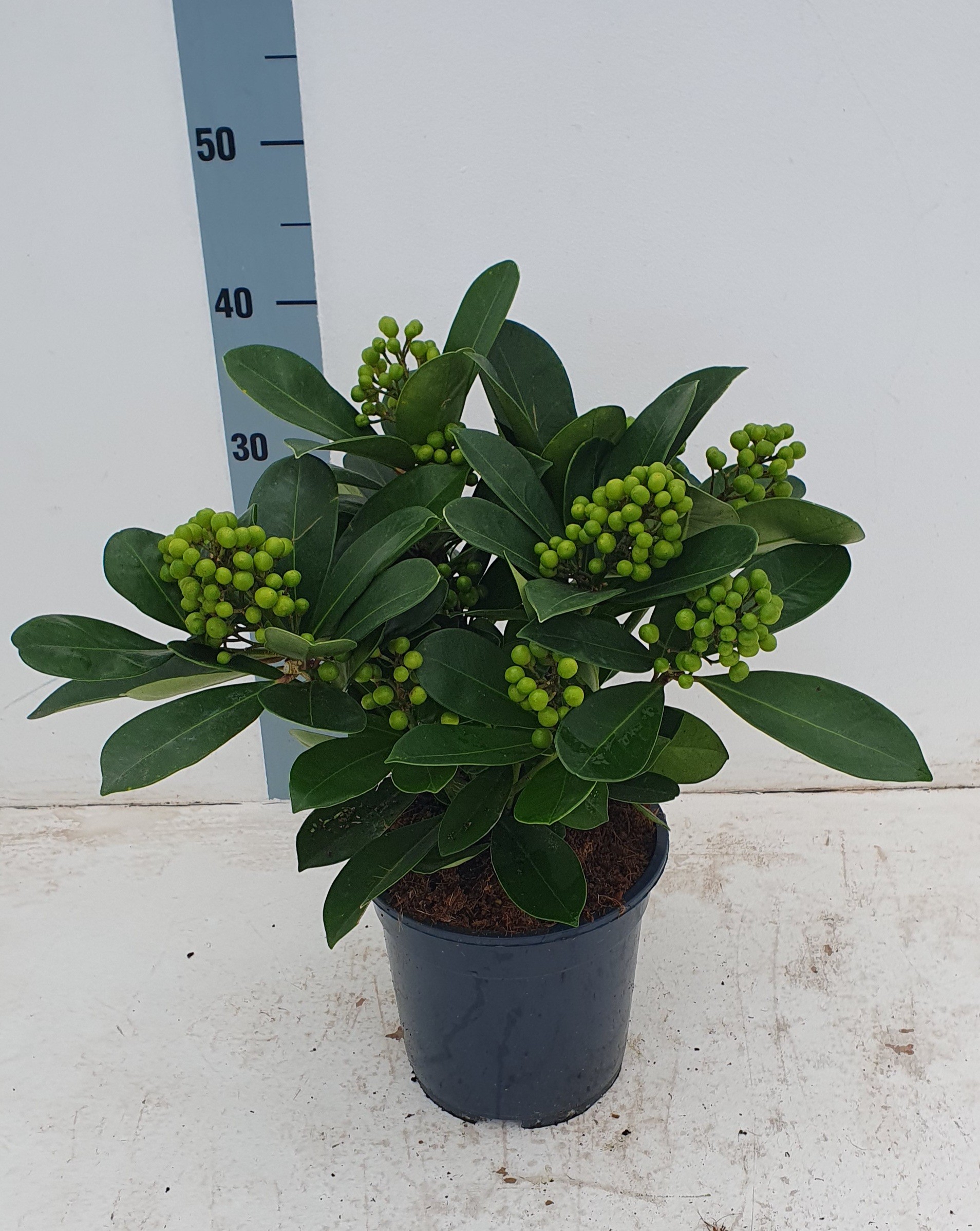 Picture of Skimmia japonica Veitchii P19 (3 Ltr) 8/9 trusses