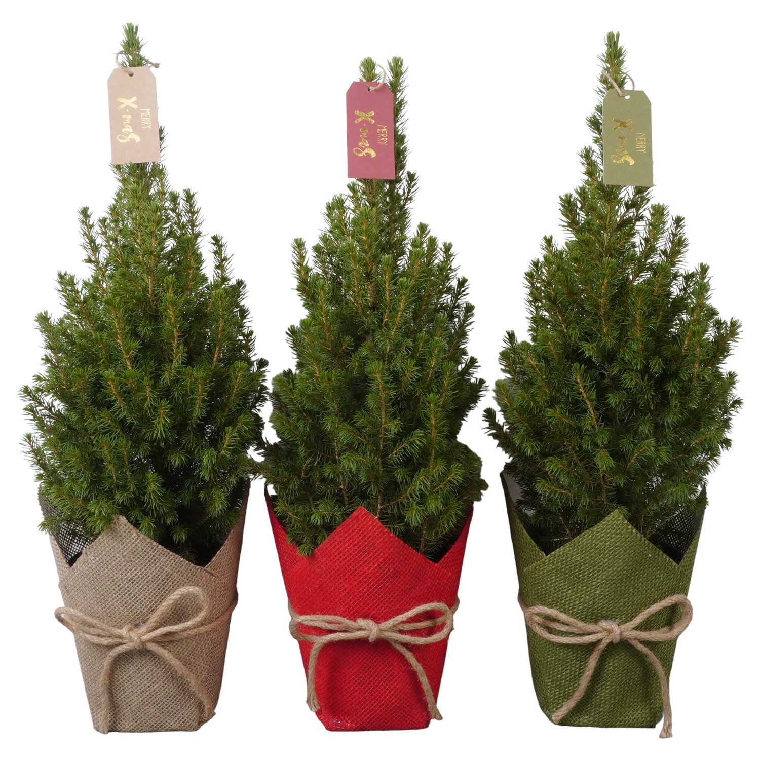 Picture of PTK24510 Picea Conica Perfecta in cloth decoration P15 50CM