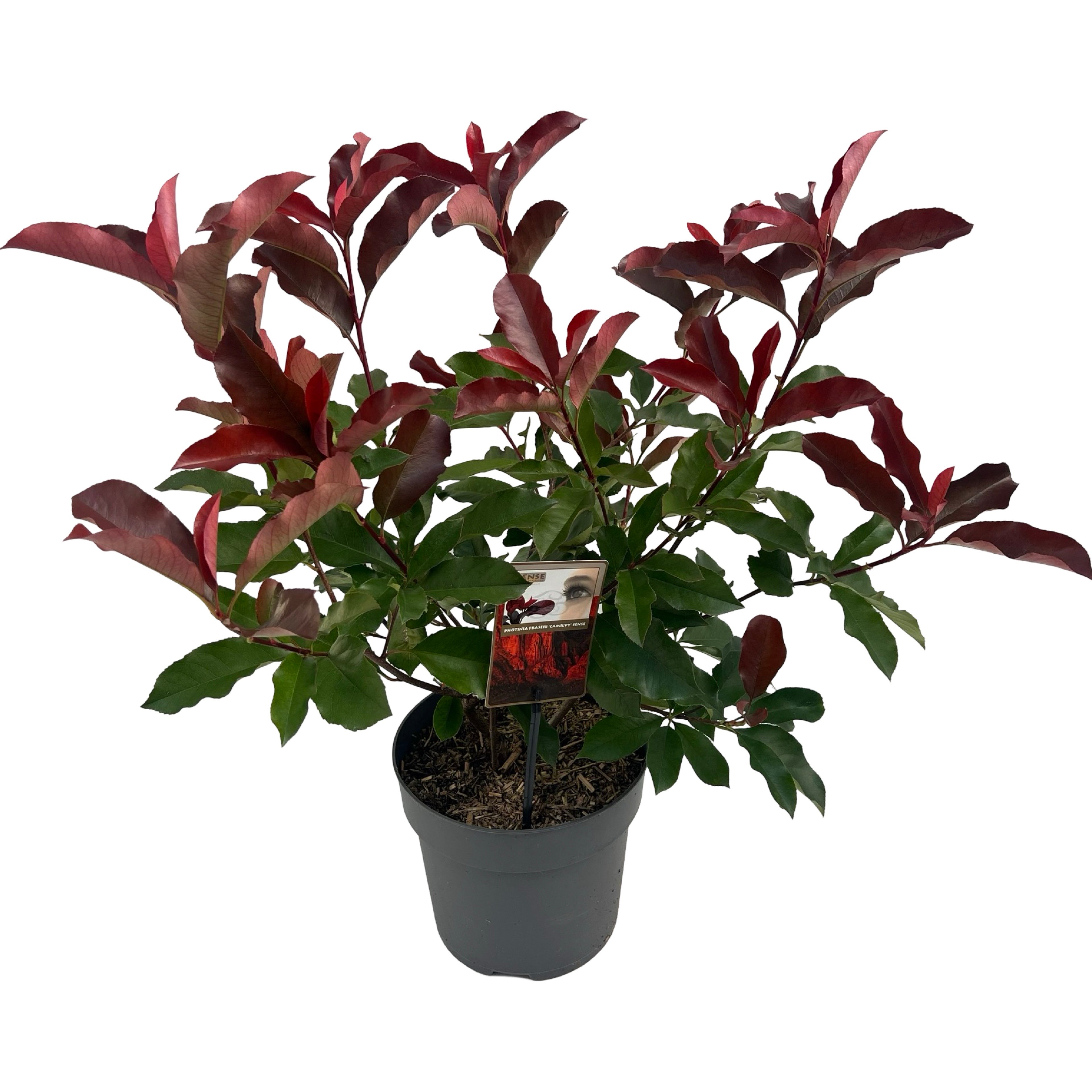 Picture of Photinia fras. 'Camilvy' sense