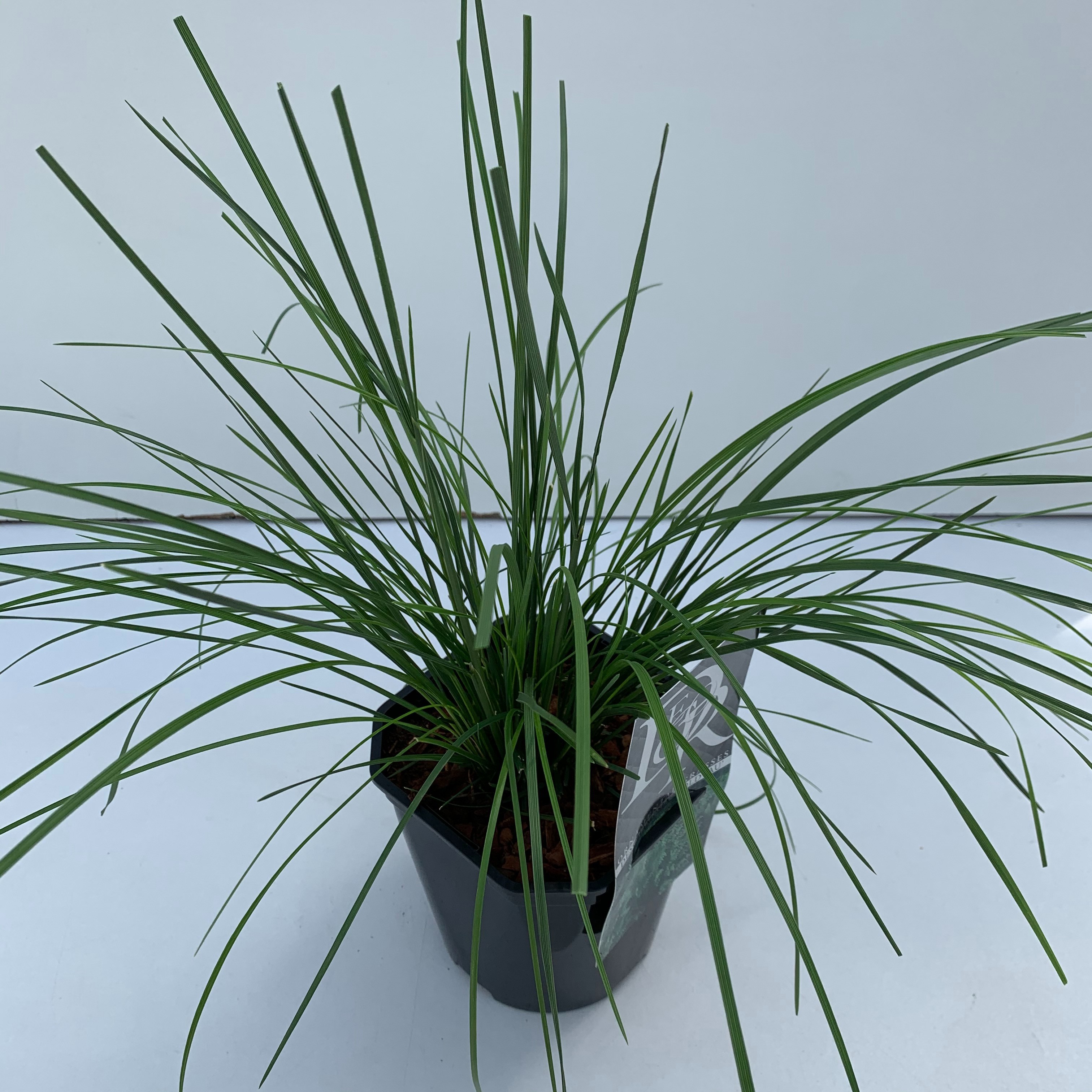 Deschampsia cespitosa 'Goldtau'