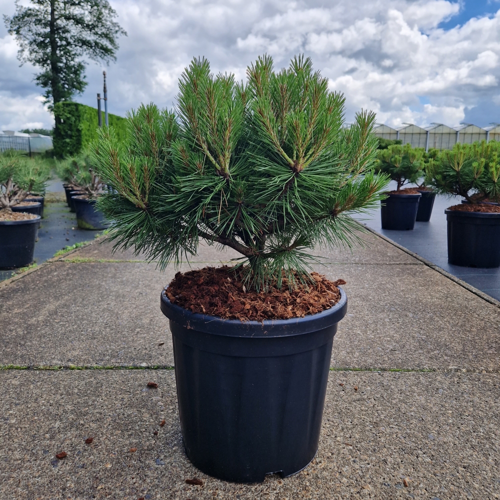 Picture of Pinus nigra Bambino C18 35/40