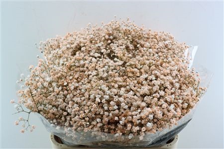 Gypsophila Painted 80cm 40gram