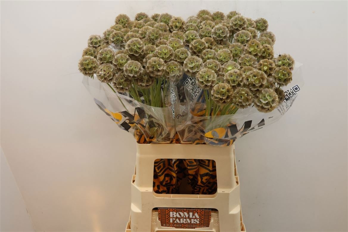 Scabiosa Pods 60cm
