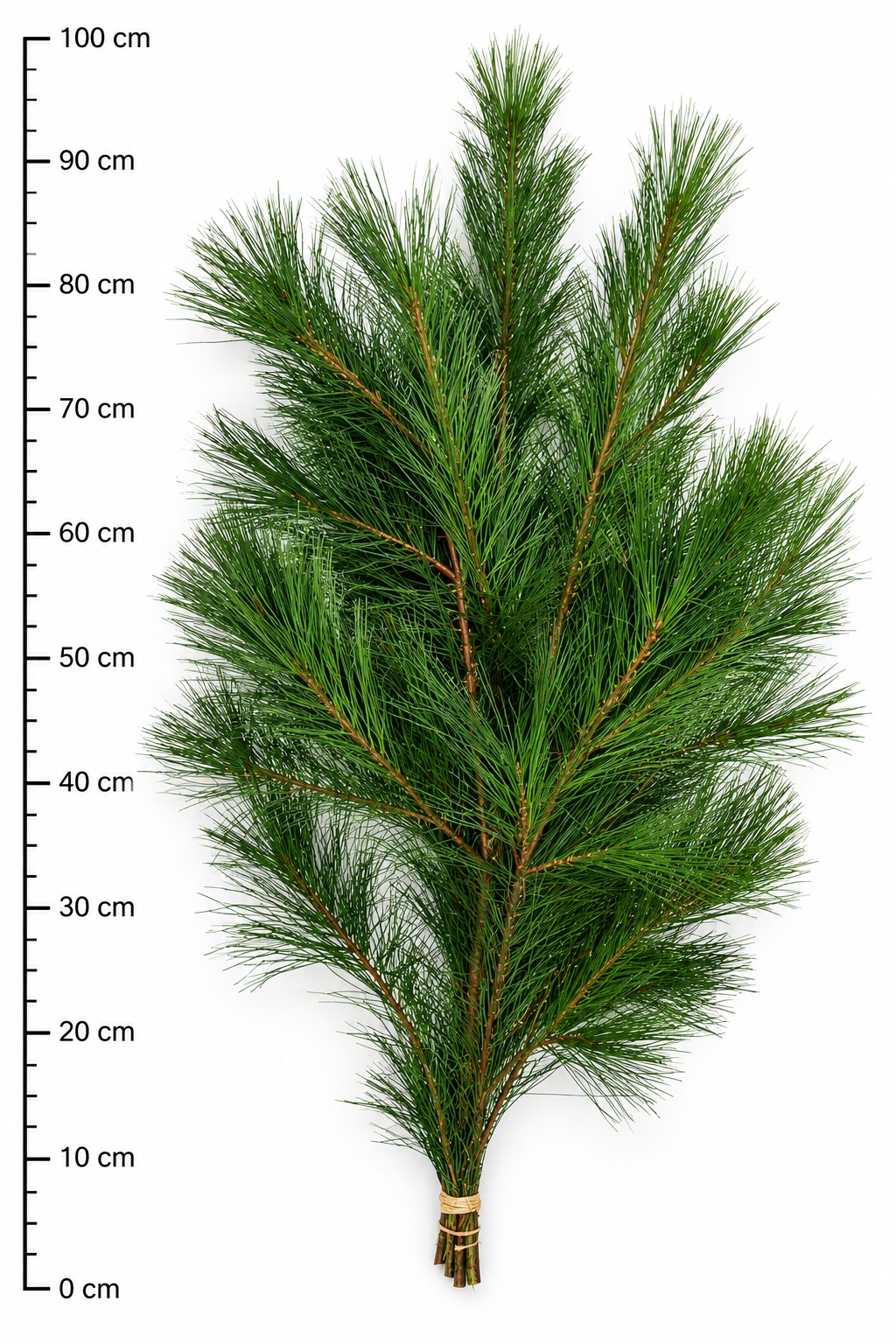 Pinus Strobus