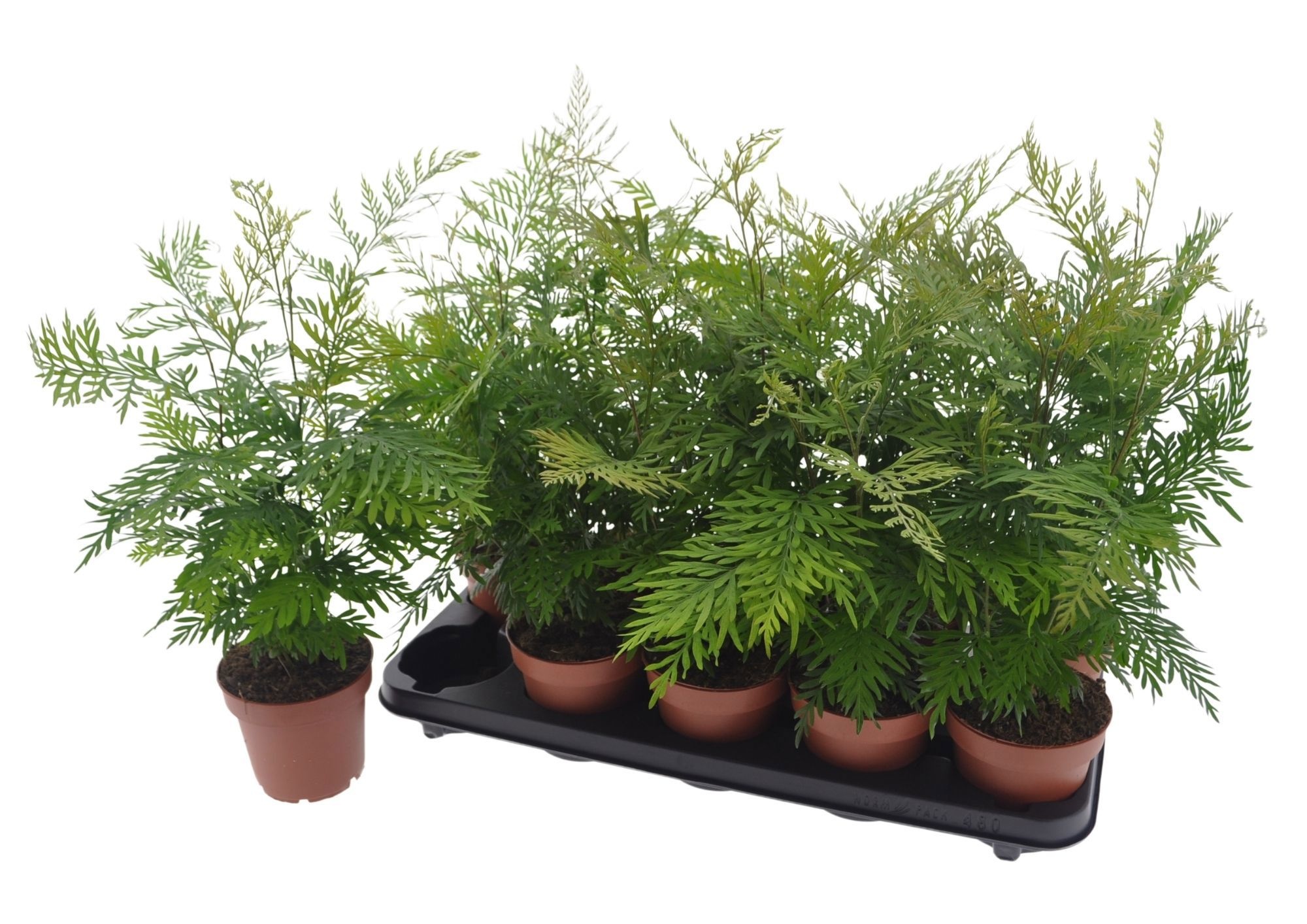 Grevillea Robusta 12Ø 40cm