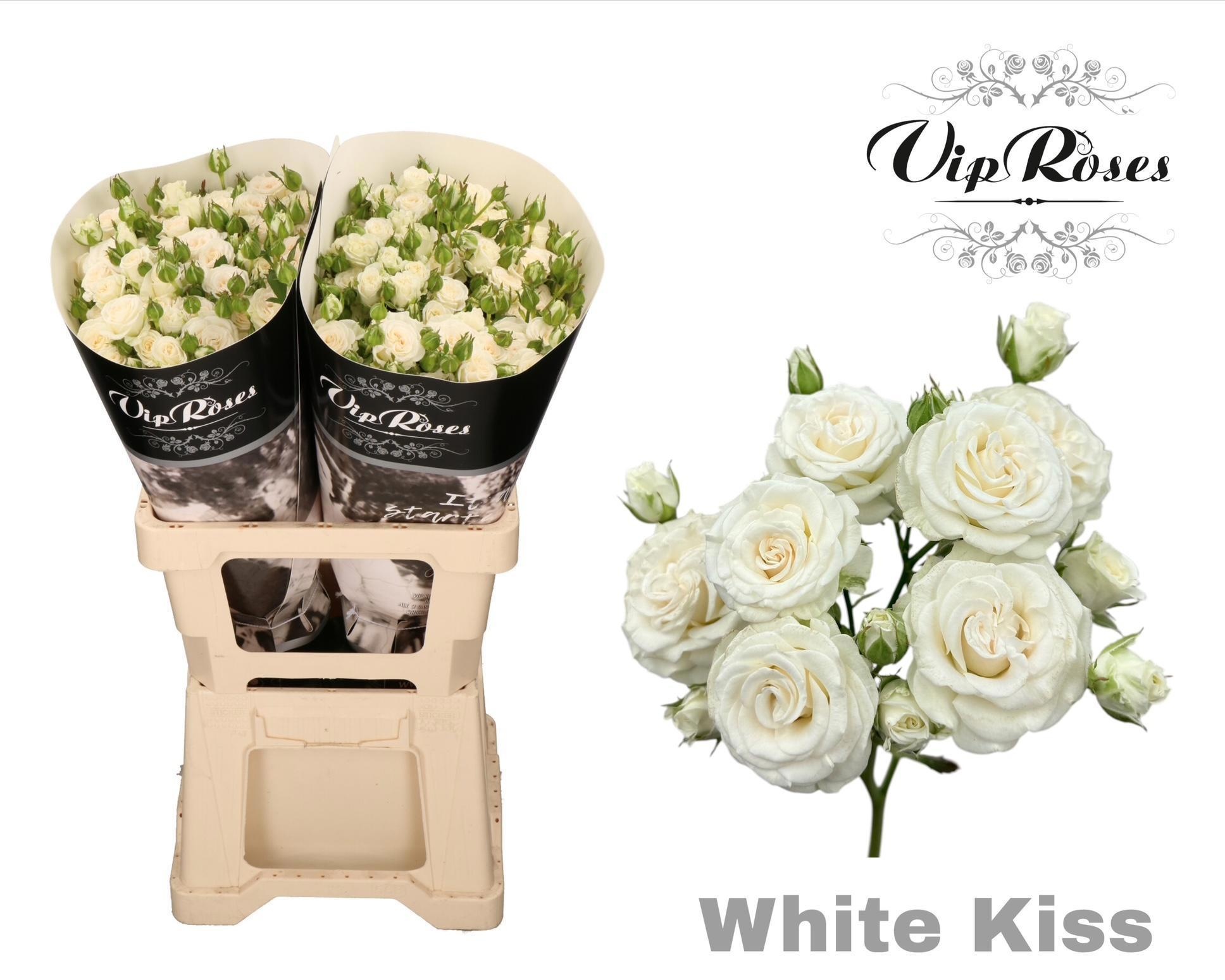R Tr White Kiss+