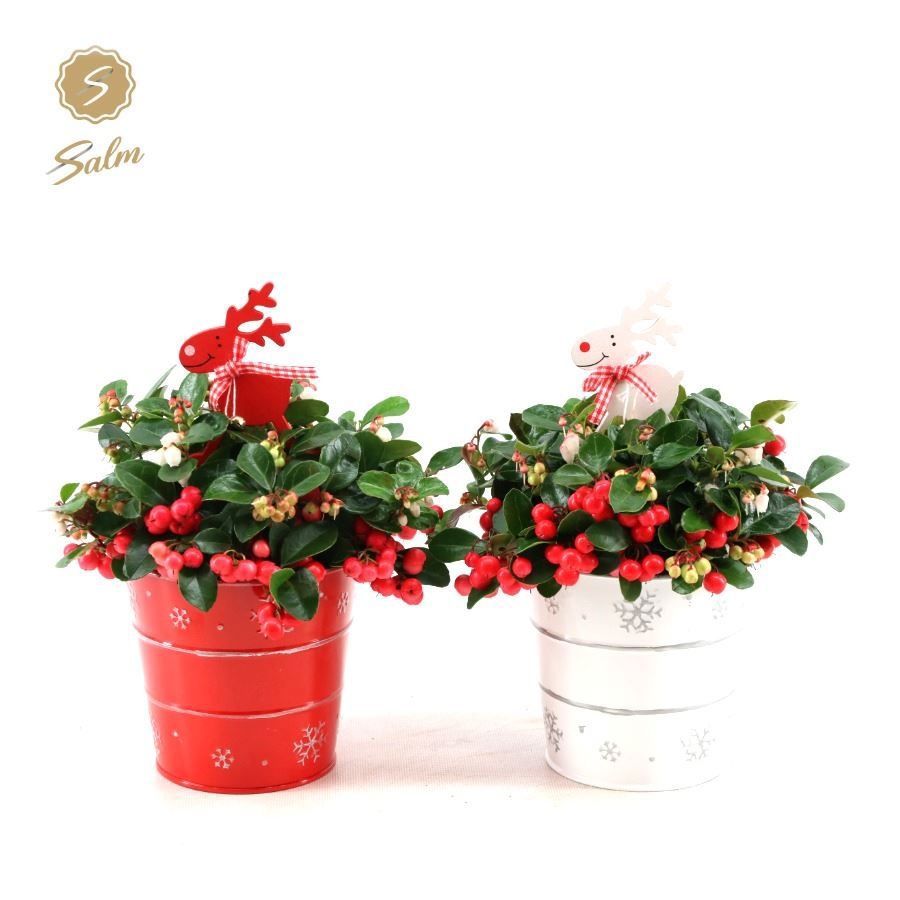 Gaultheria 'Ciao Bella'® in Zinc X-mas Duo + Reindeer