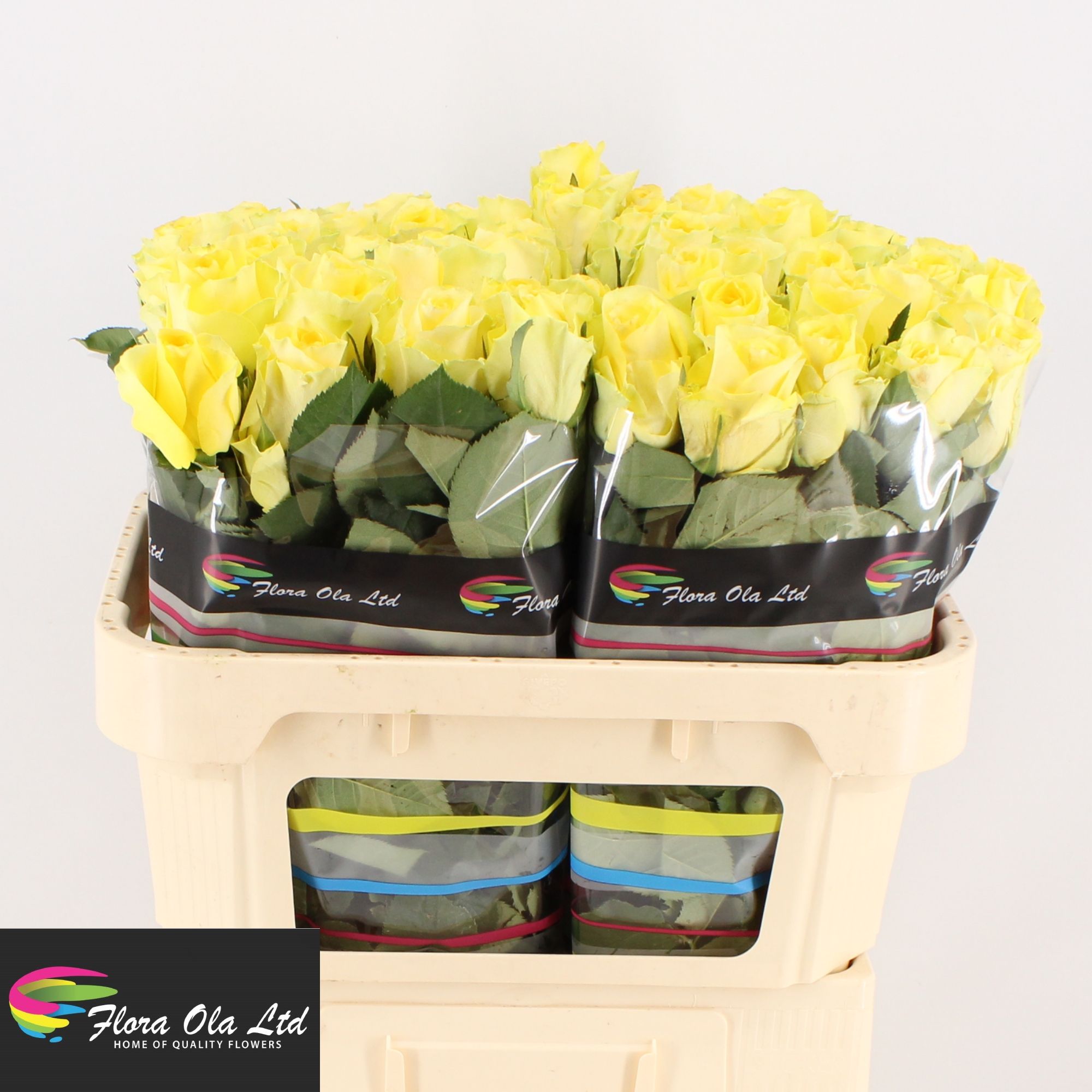 R Gr Minion Rose