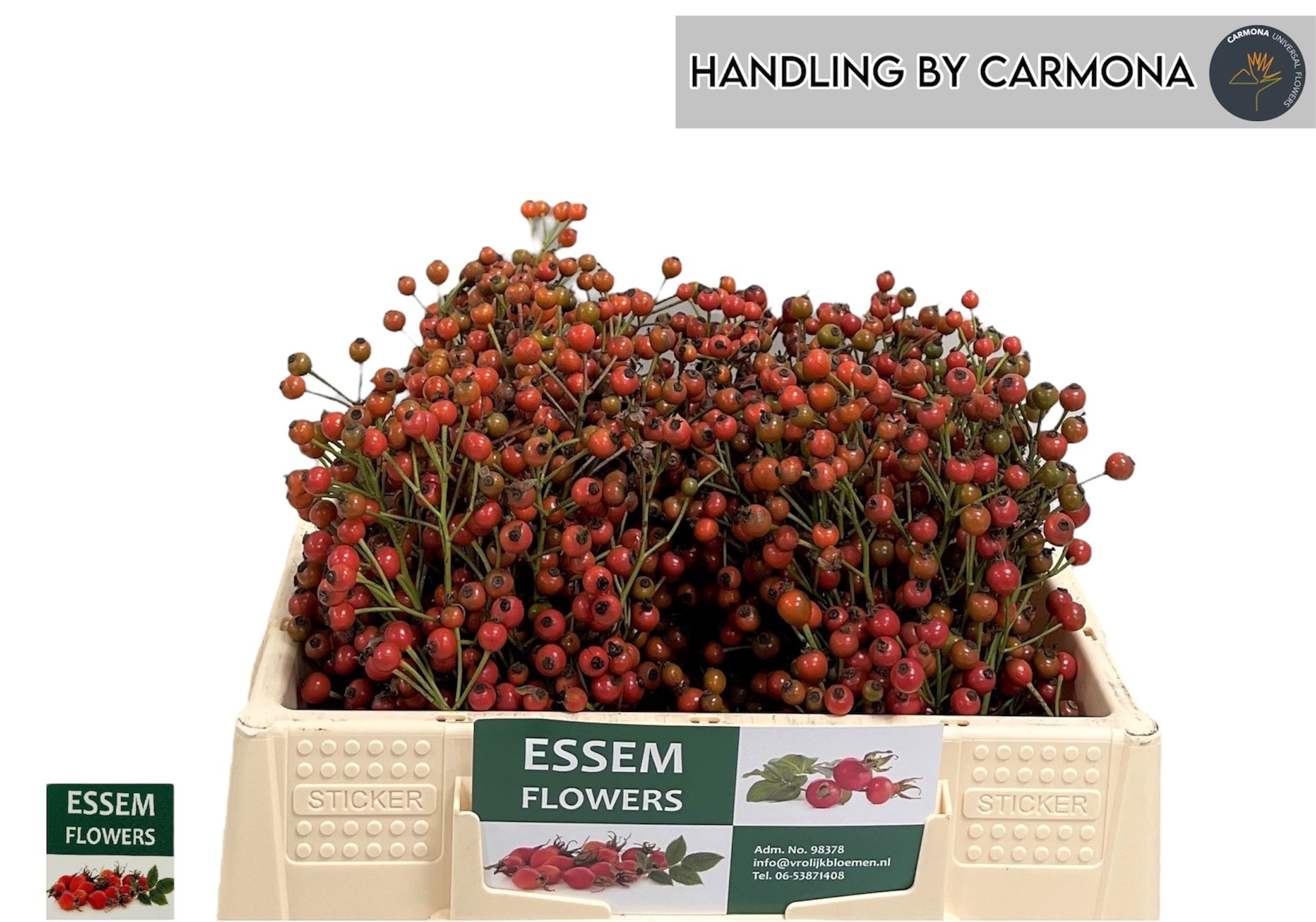 Rosa Plenty 30cm