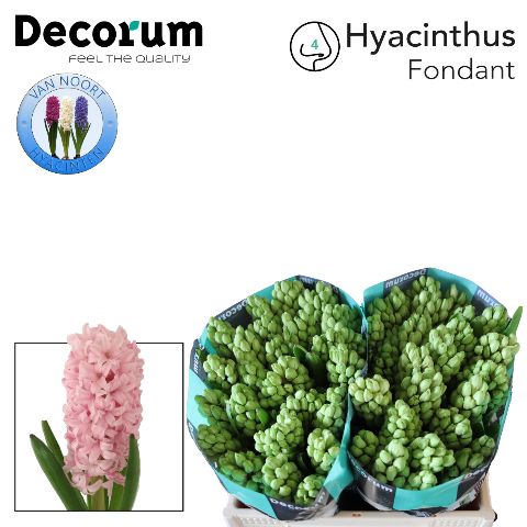 Hyacinthus Fondant