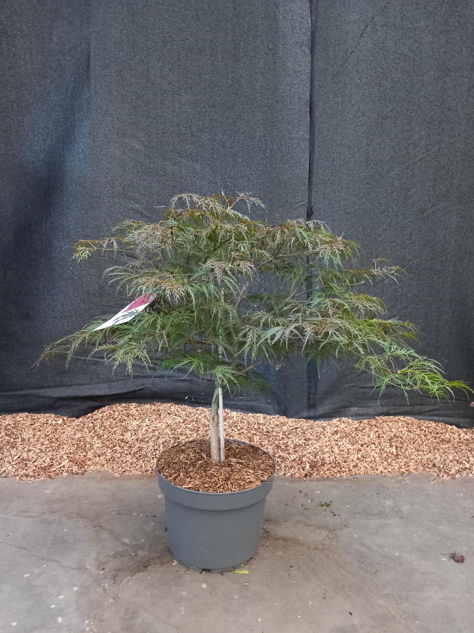 Picture of Acer palmatum Garnet