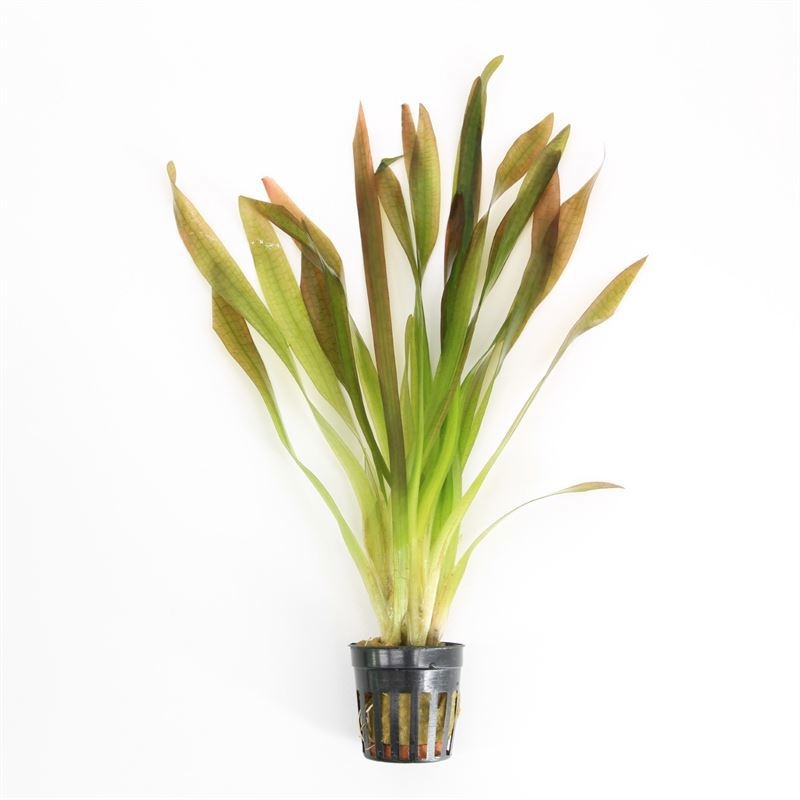 Vallisneria giganthea
