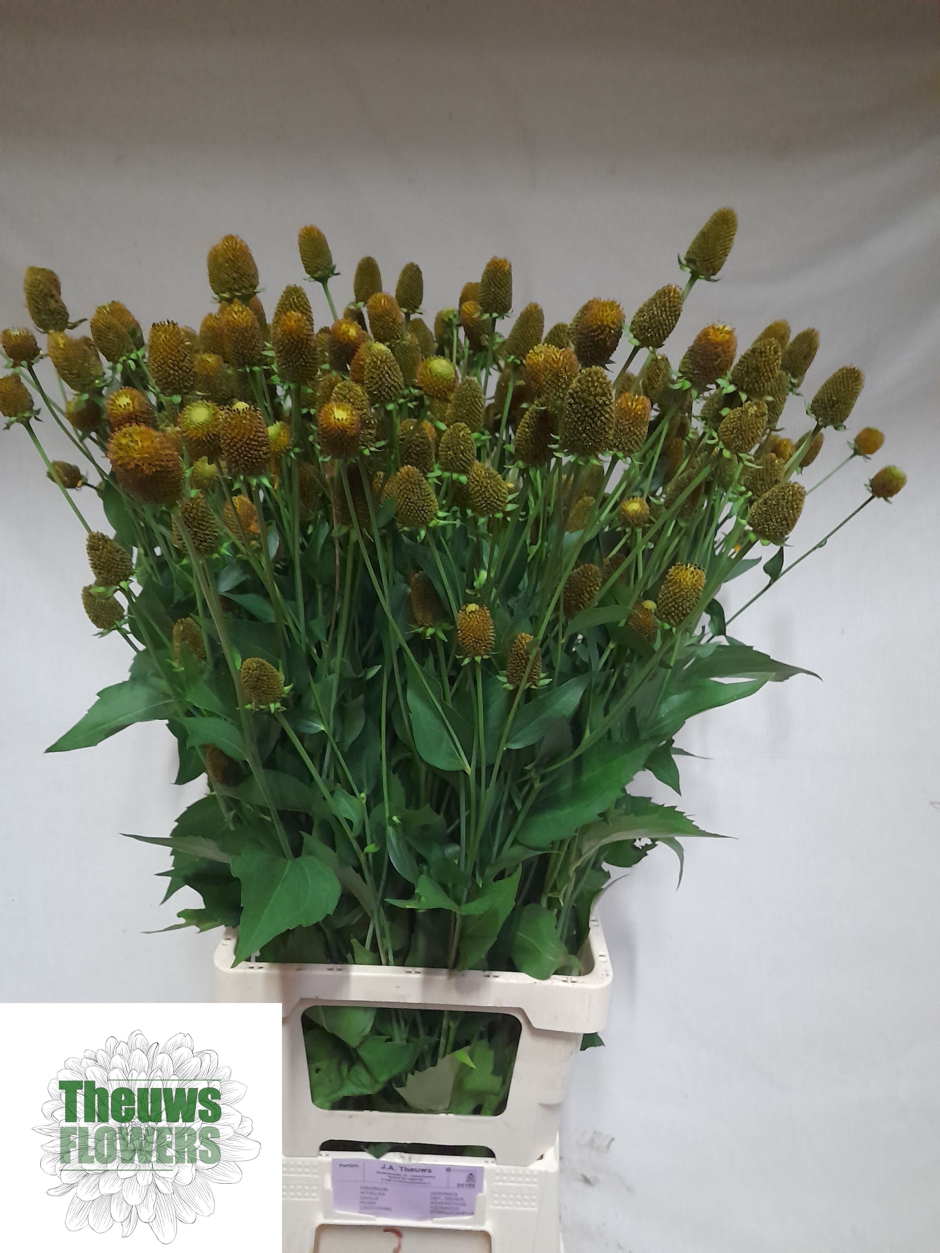 Rudbeckia Nitida 90cm