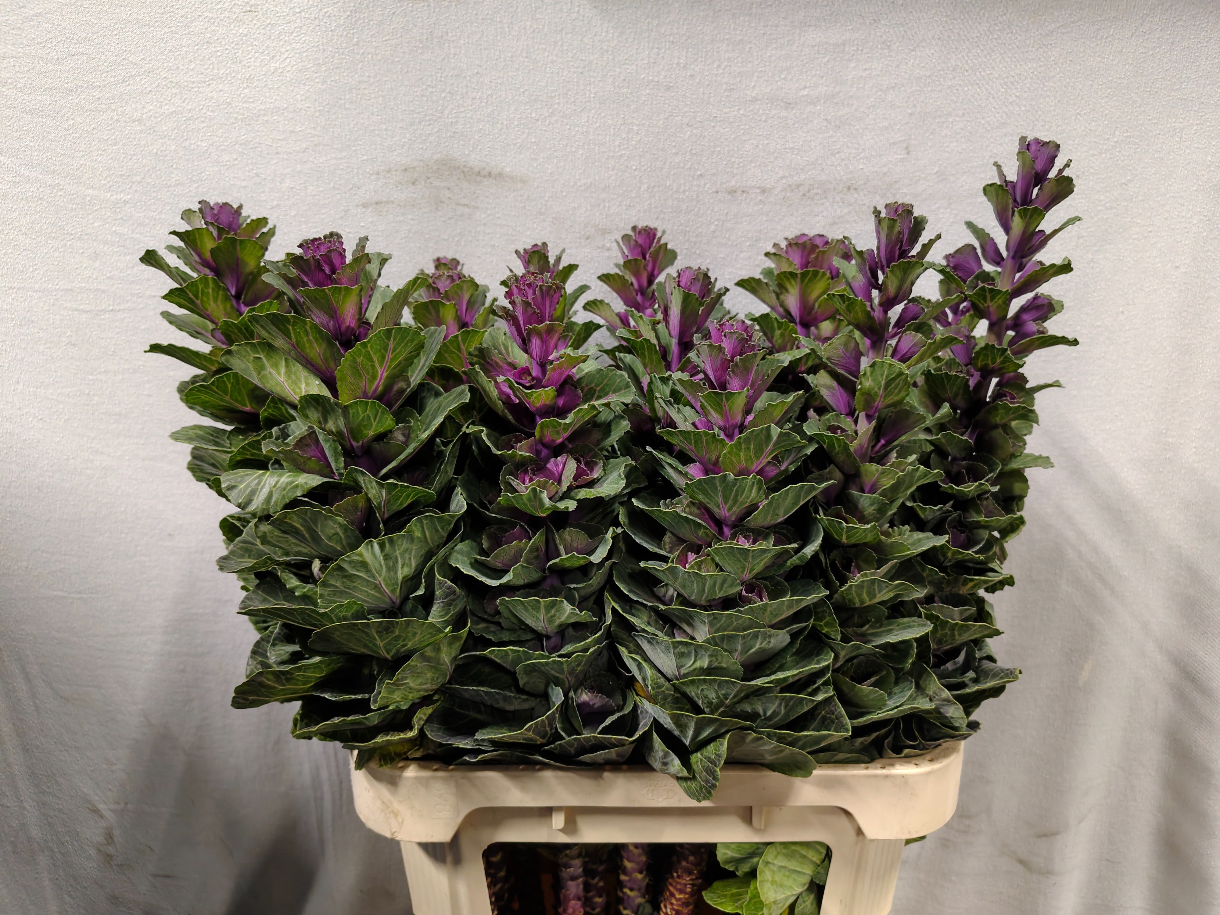 Brassica Red Crane 80cm