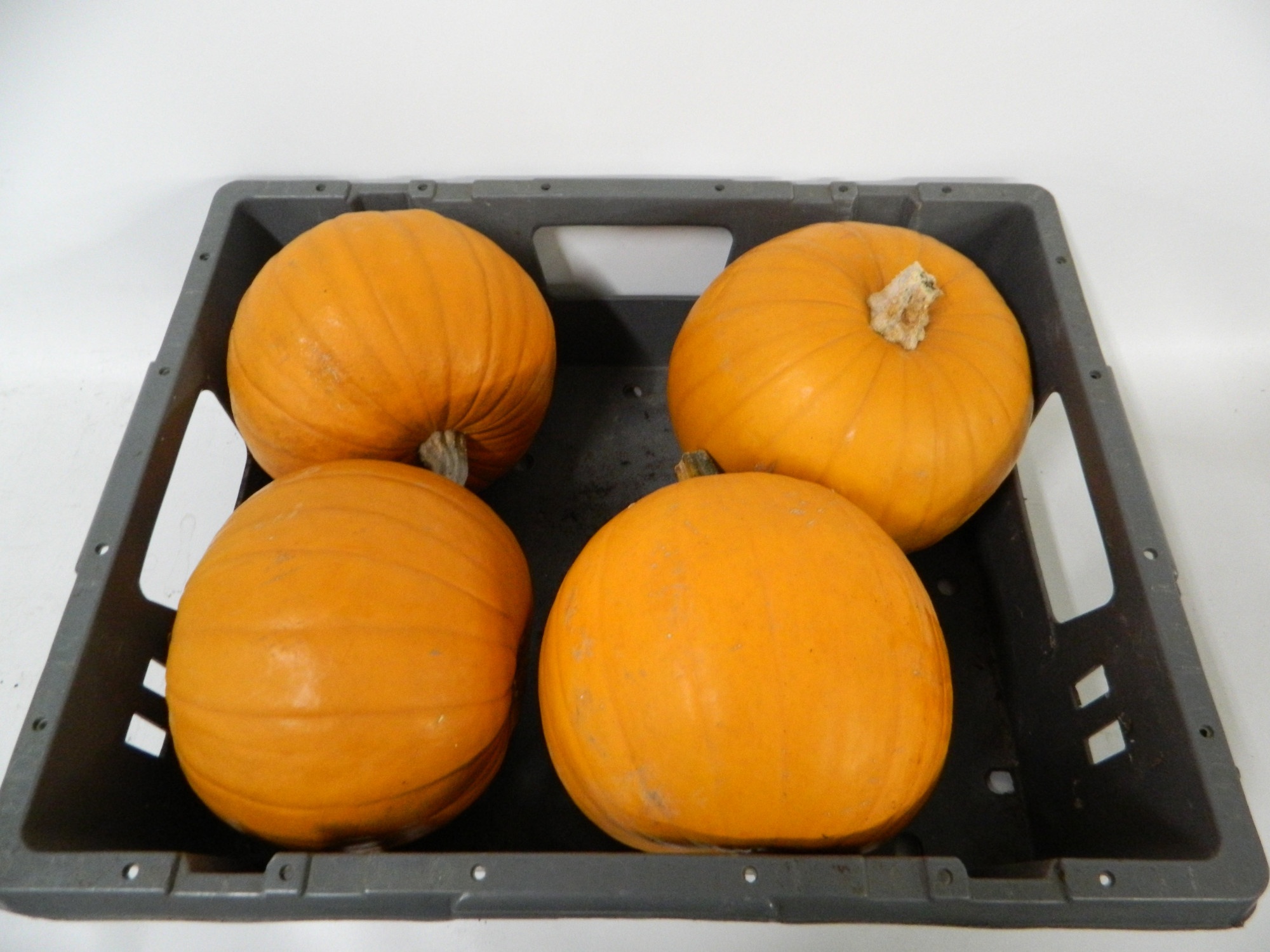 Cuc Maxima Halloween