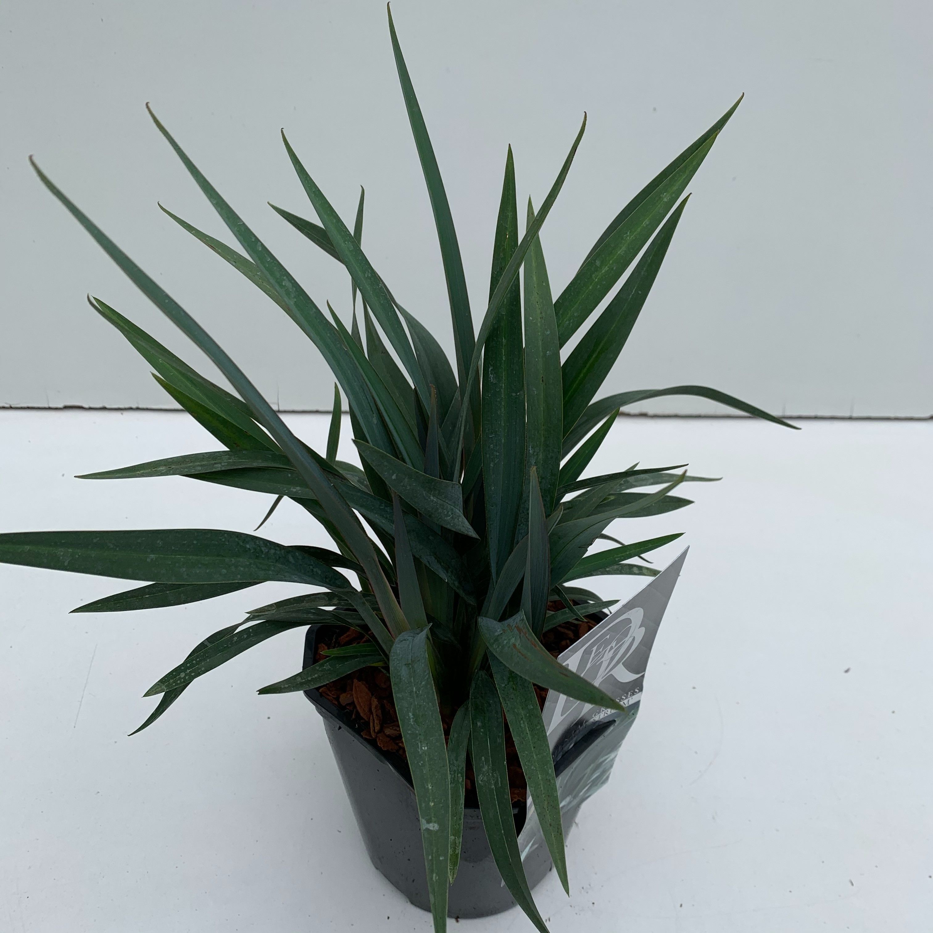 Dianella Blue Stream ('Proquest D5')