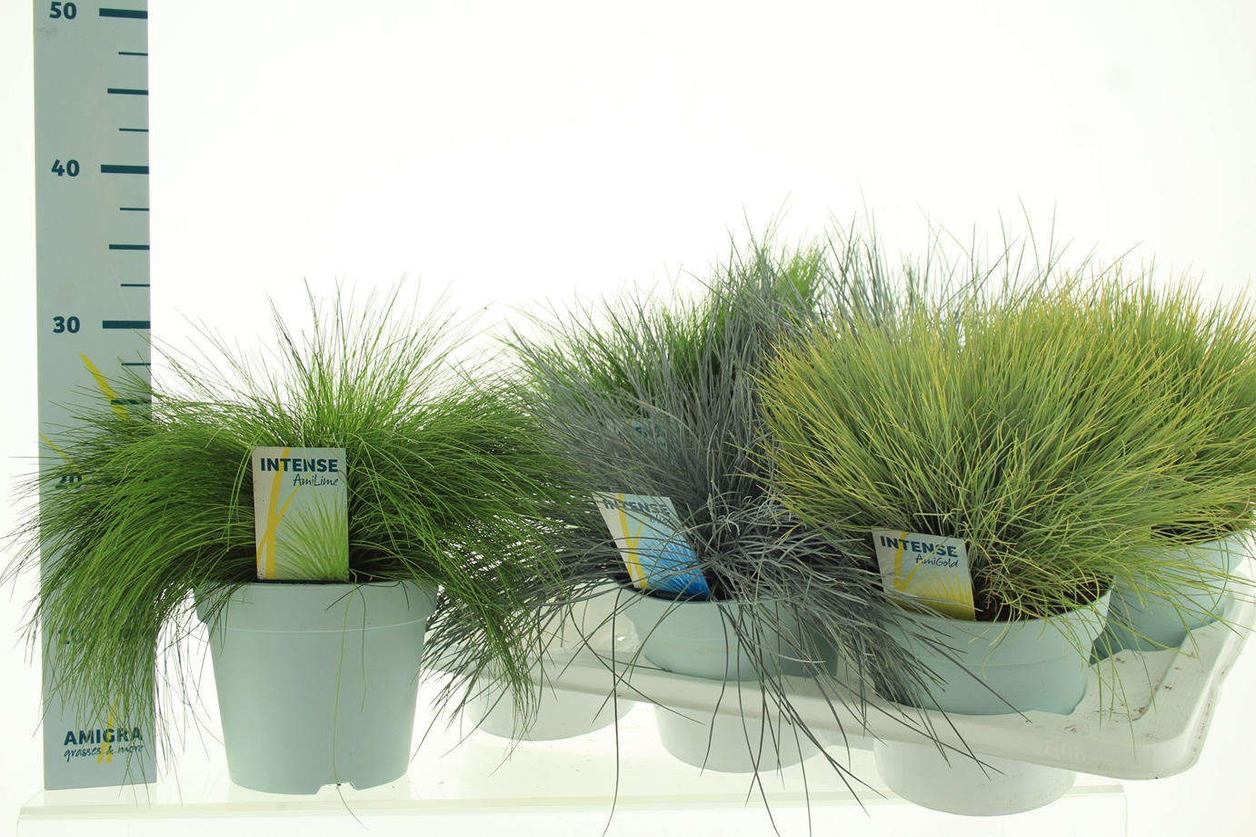 Picture of Grasses in varieties P17 (2 Ltr)