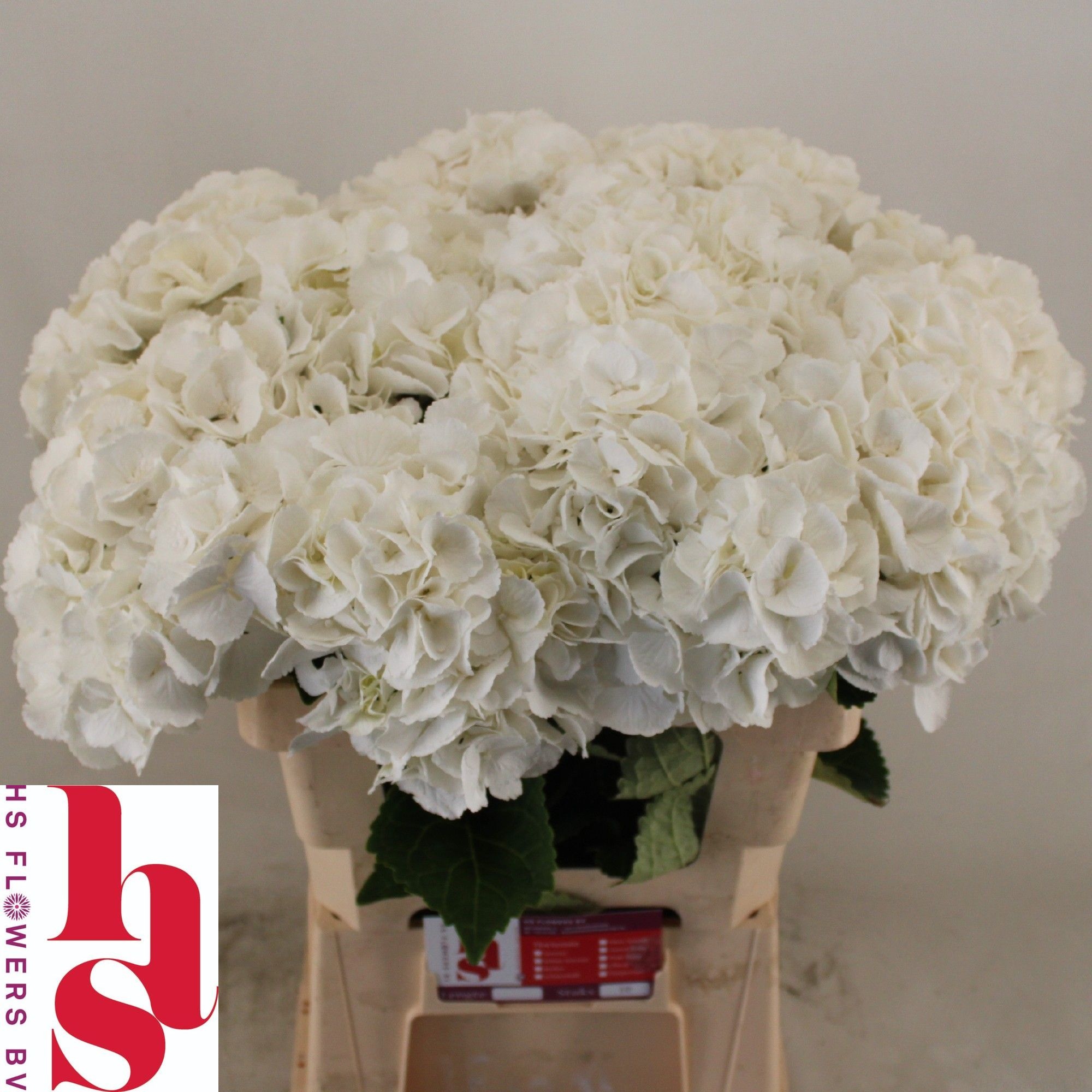 Hydrangea Royal Princess 60cm 19Ø