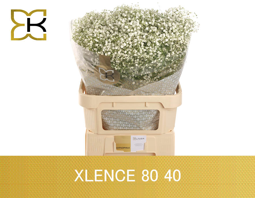 Gyps Pa Xlence