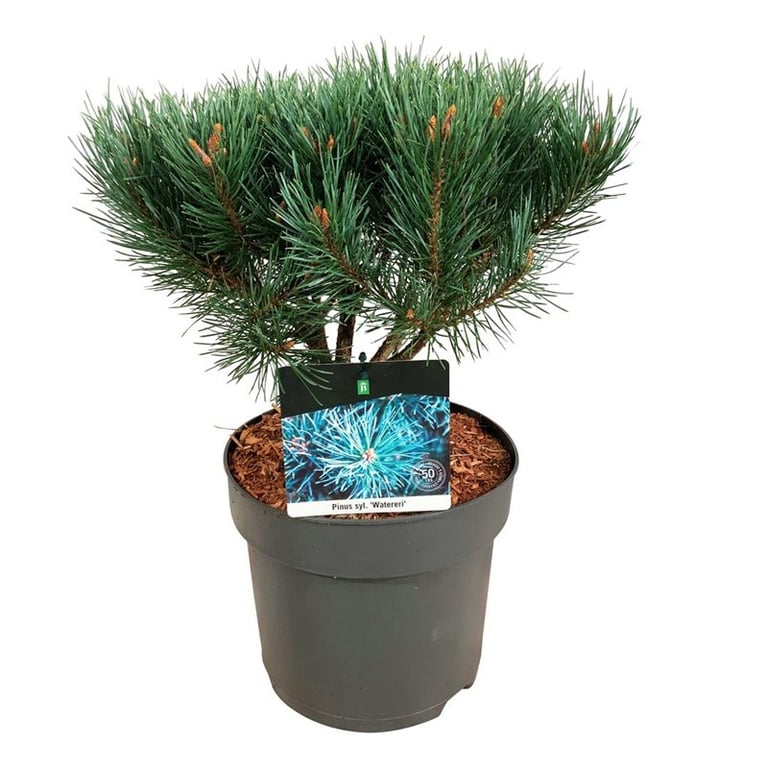 Picture of Pinus sylv. 'Watereri'