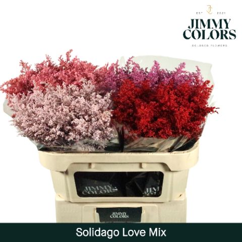 Solidago L80 Love Mix