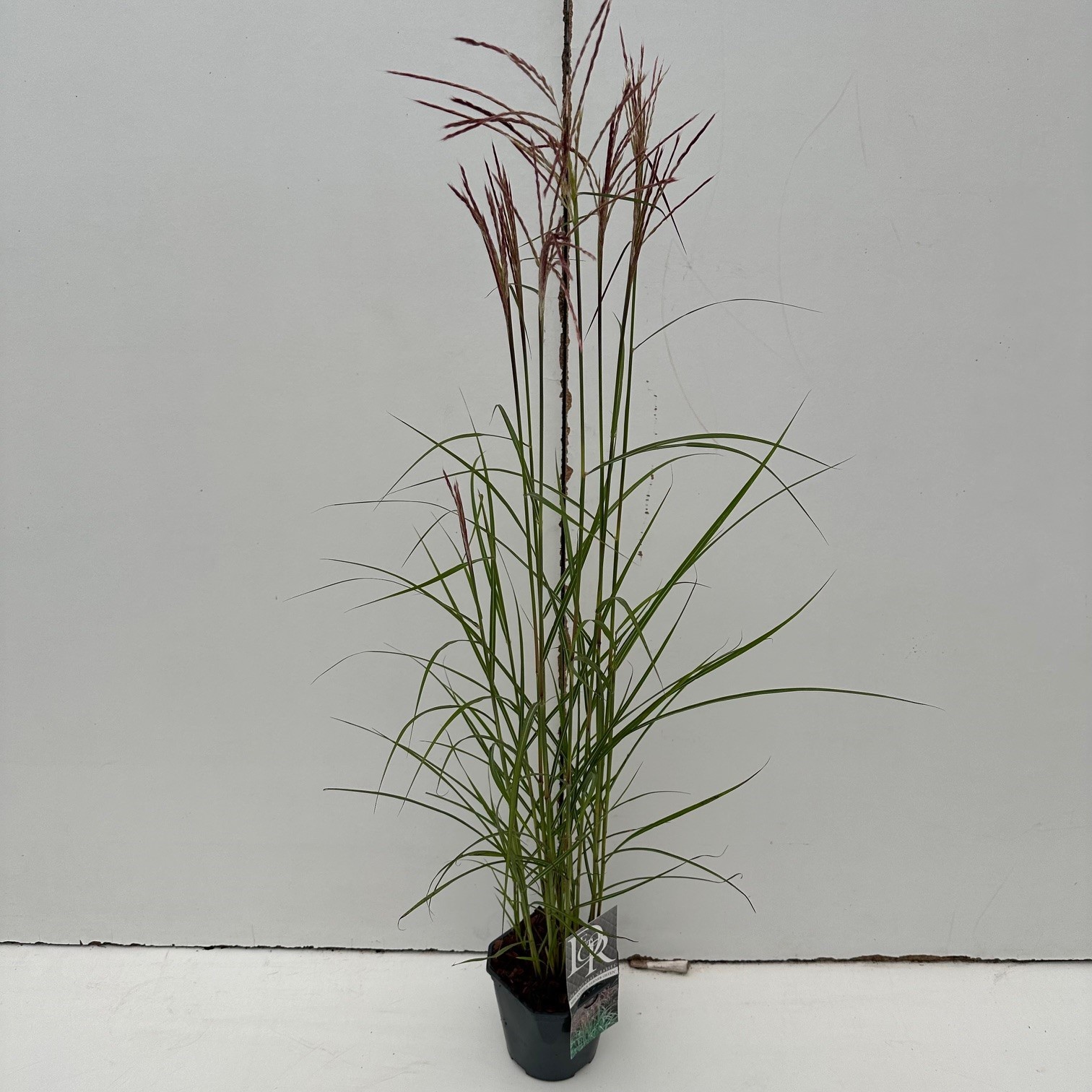 Picture of Miscanthus Ferner Osten P17 (2 Ltr) Square