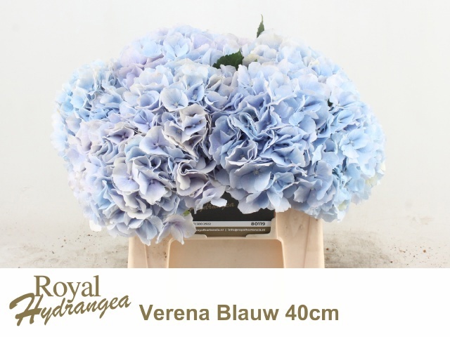 Hydrangea Verena Blue 40cm 16Ø